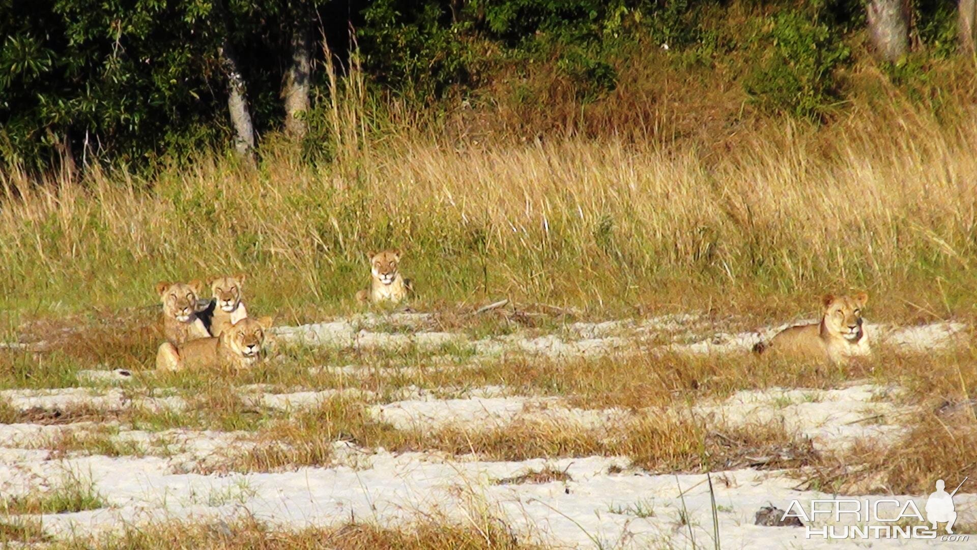 Lions in Tanzania