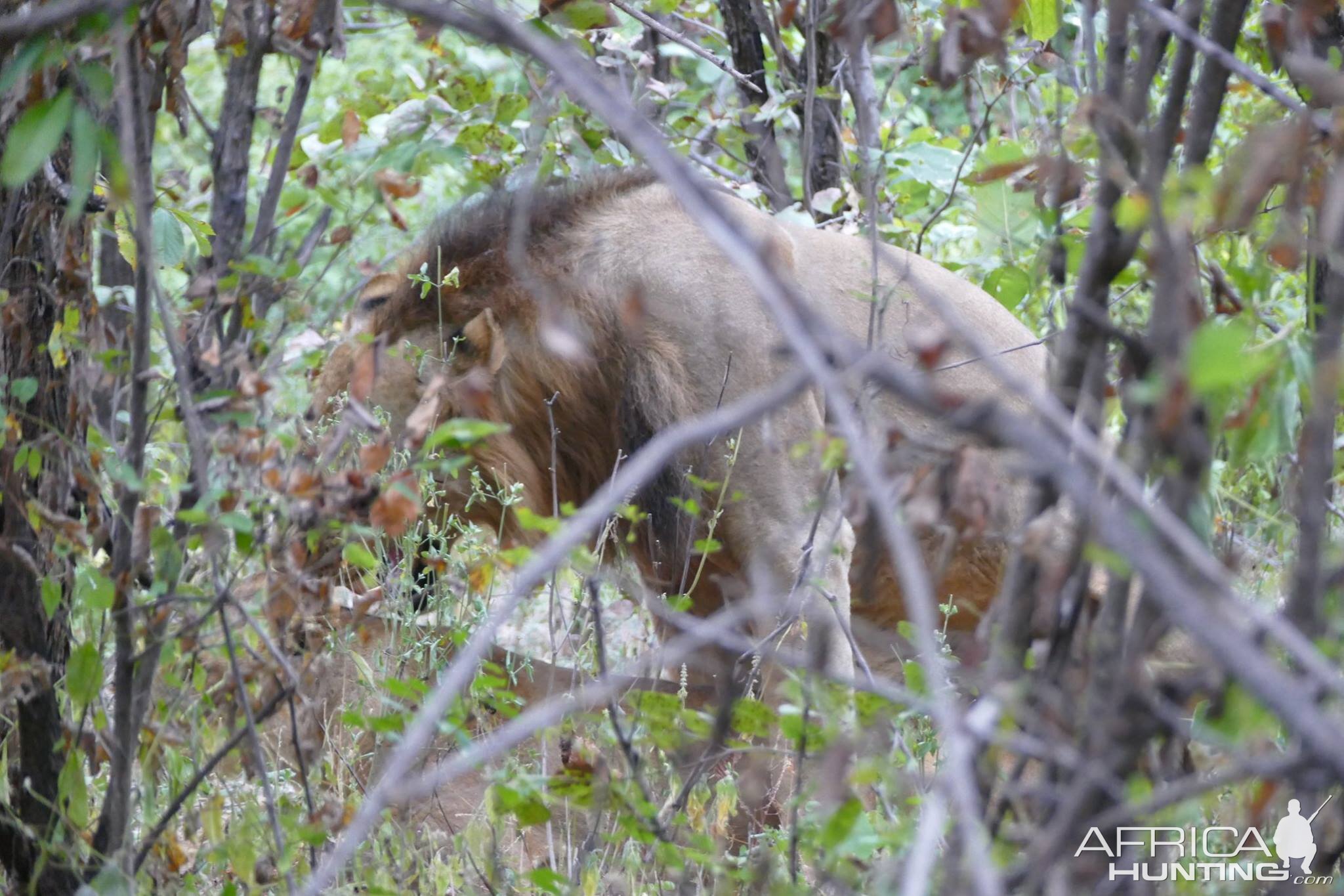 Lions in Zambia