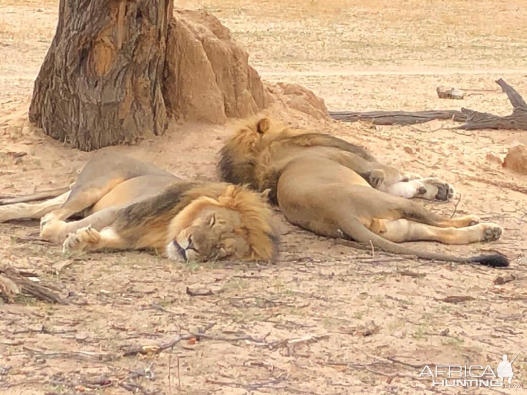 Lions in Zimbabwe