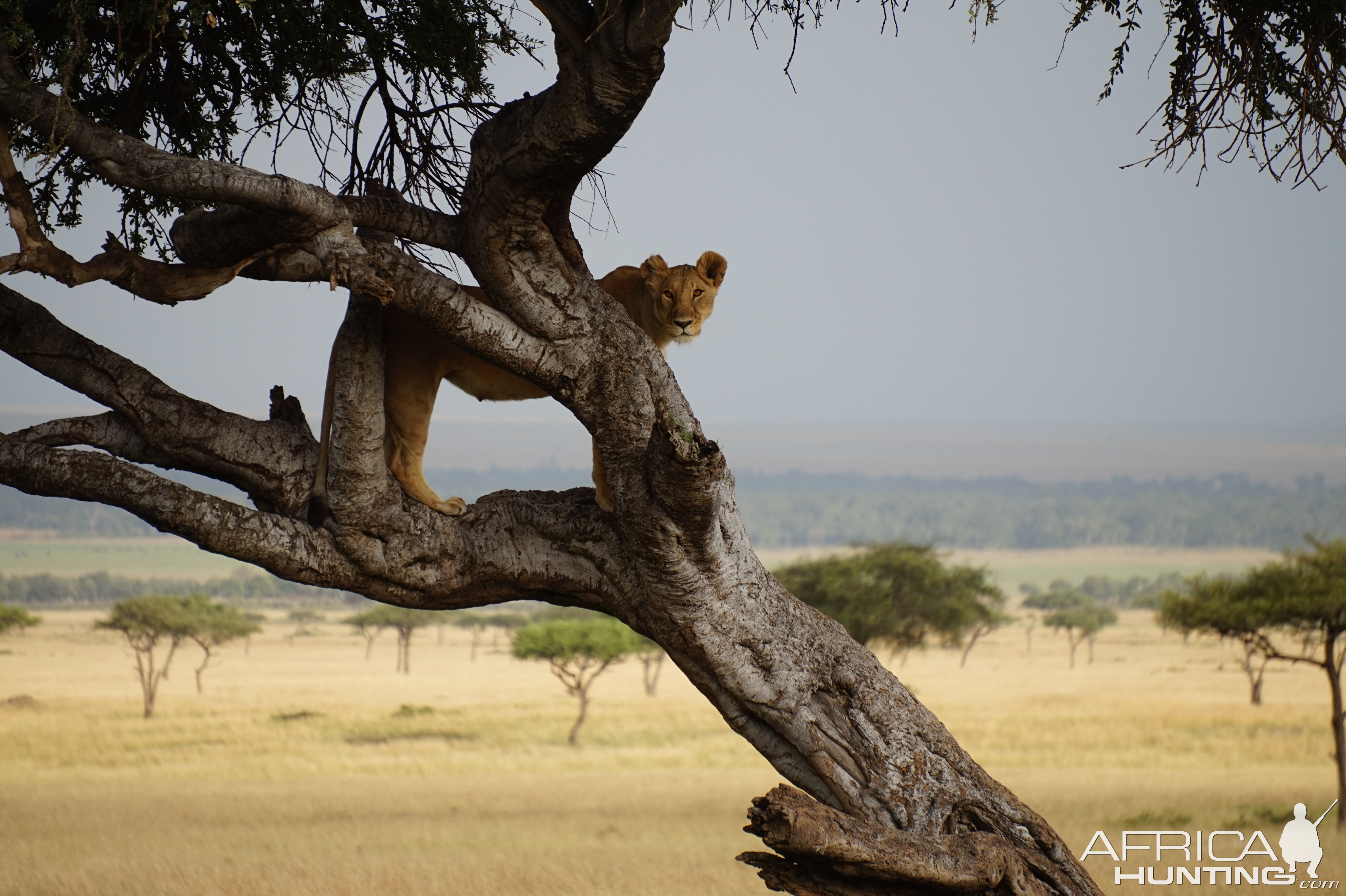 Lions Kenya Maasai Mara
