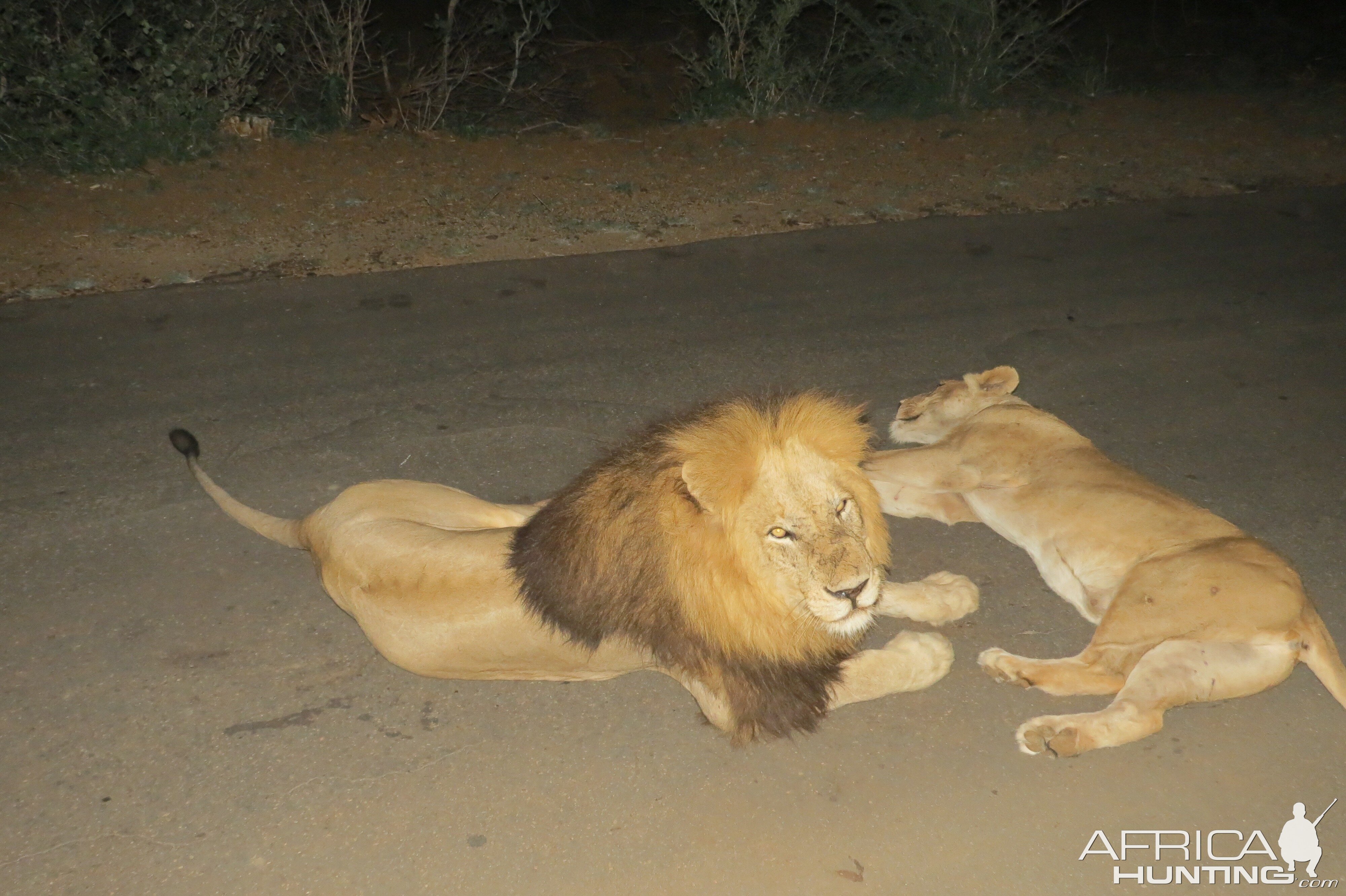 Lions Kruger National Park South Africa Sightseeing