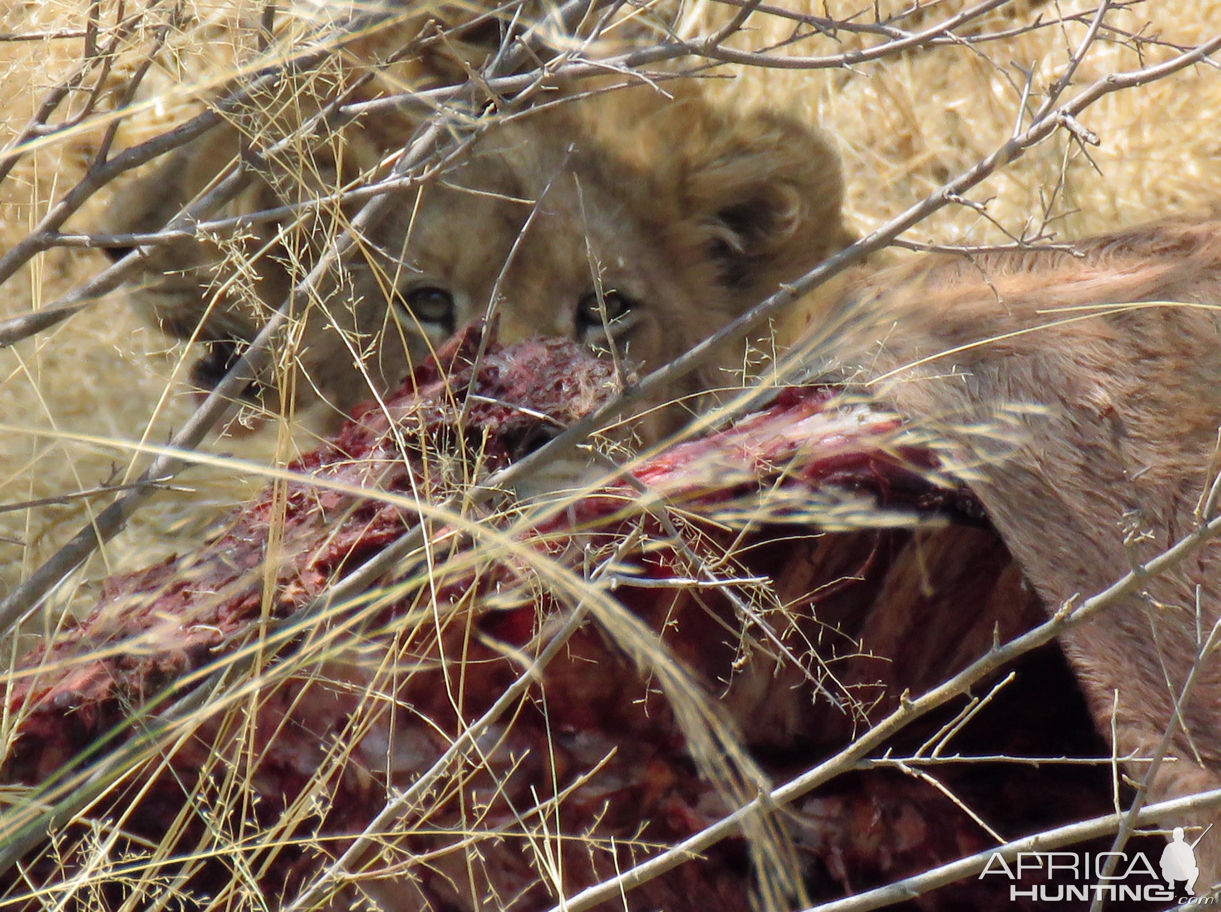 Lions on Eland kill