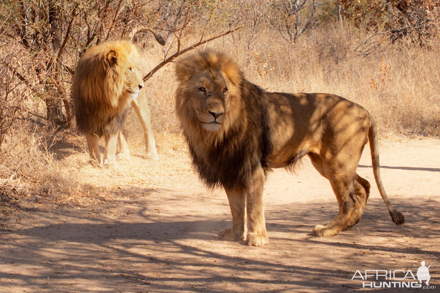 Lions South Africa