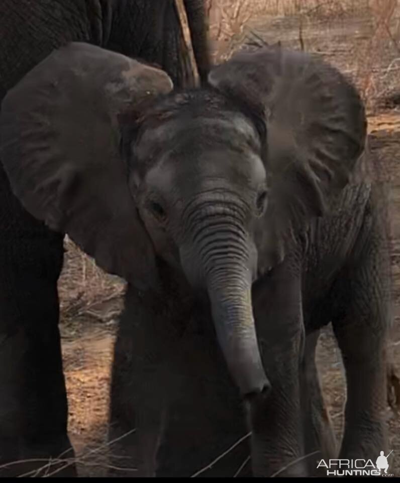 Little Elephant Zimbabwe