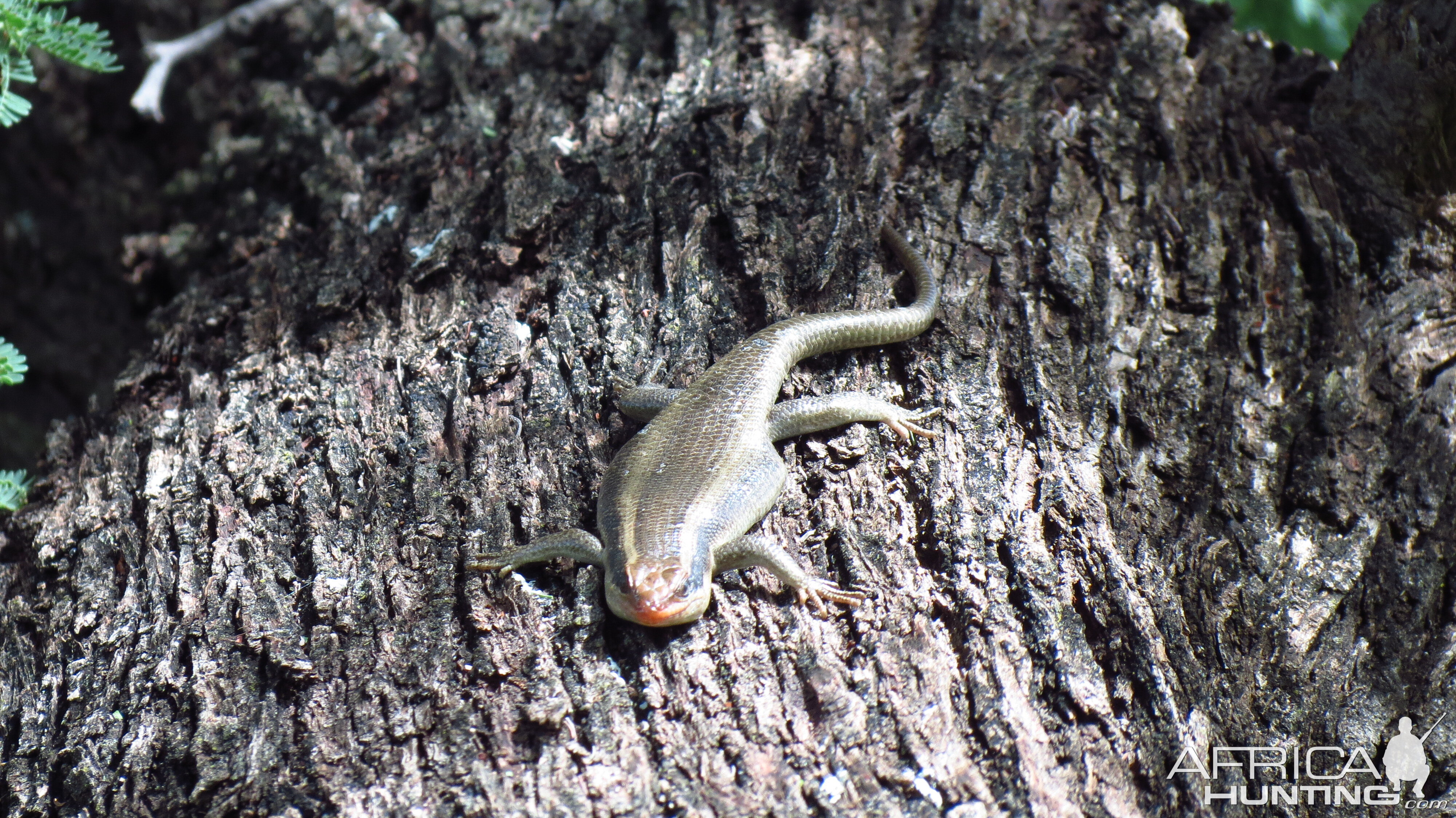 Lizard Namibia