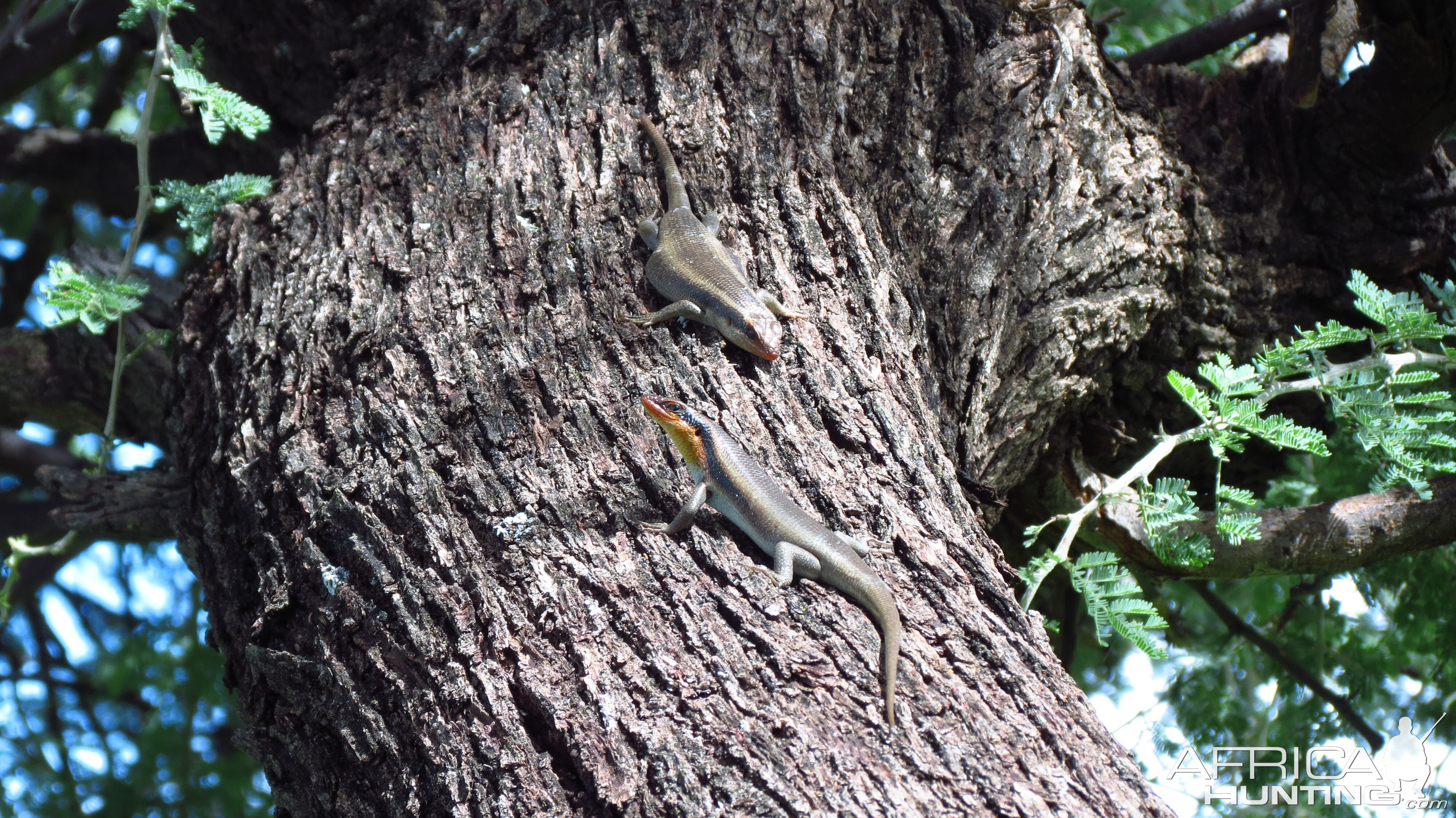 Lizard Namibia