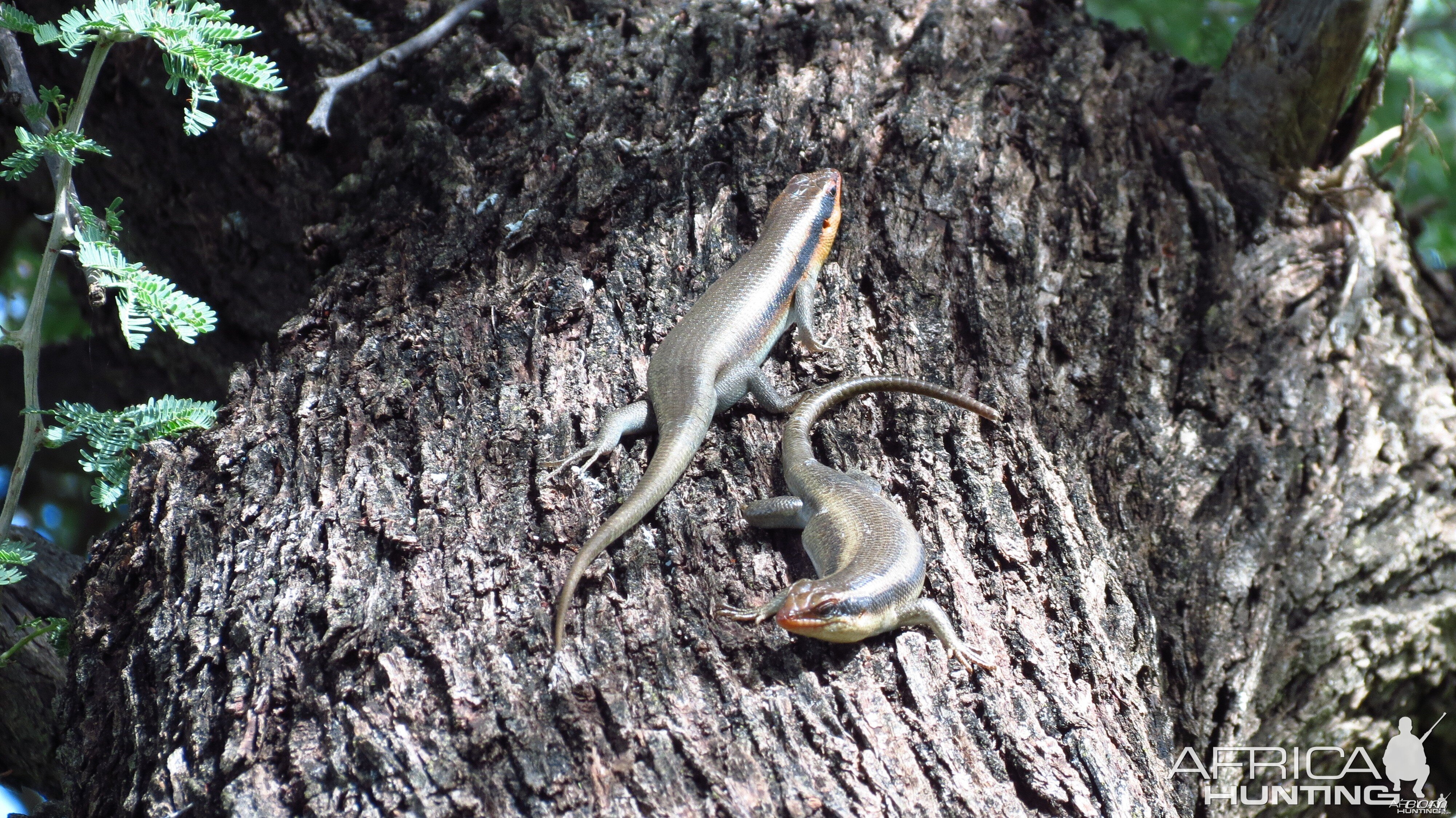 Lizard Namibia