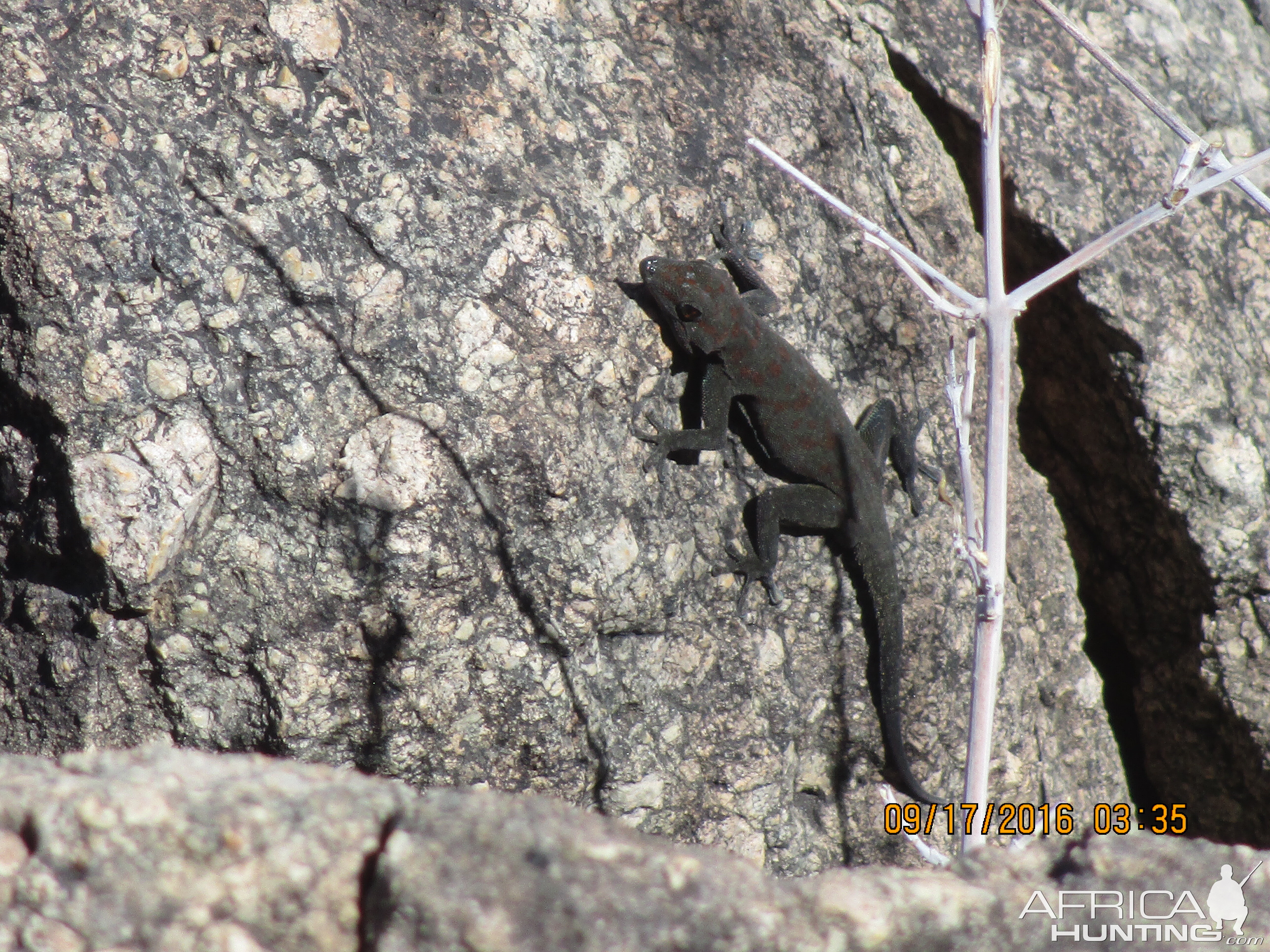 Lizard Namibia