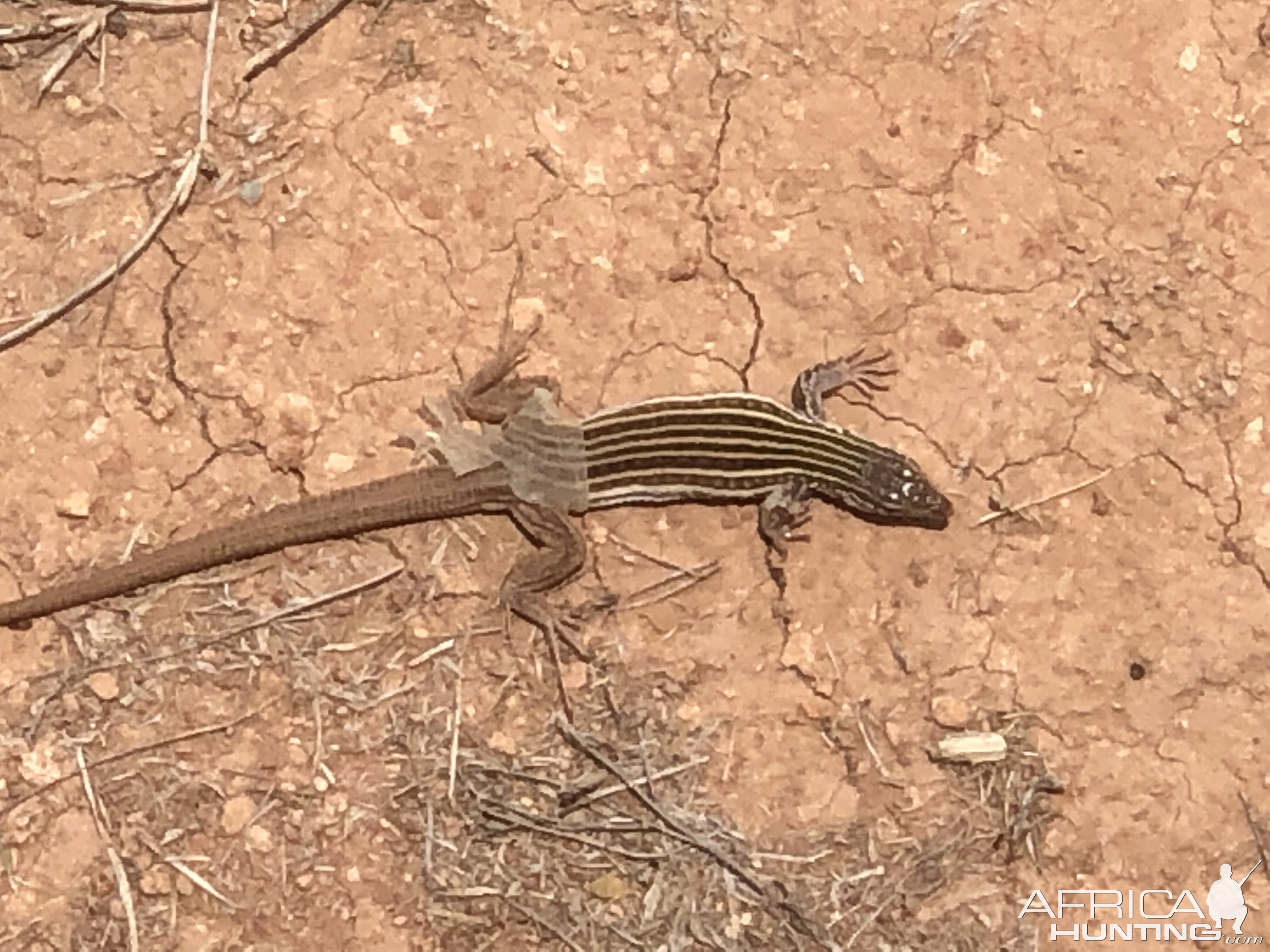 Lizard Texas USA