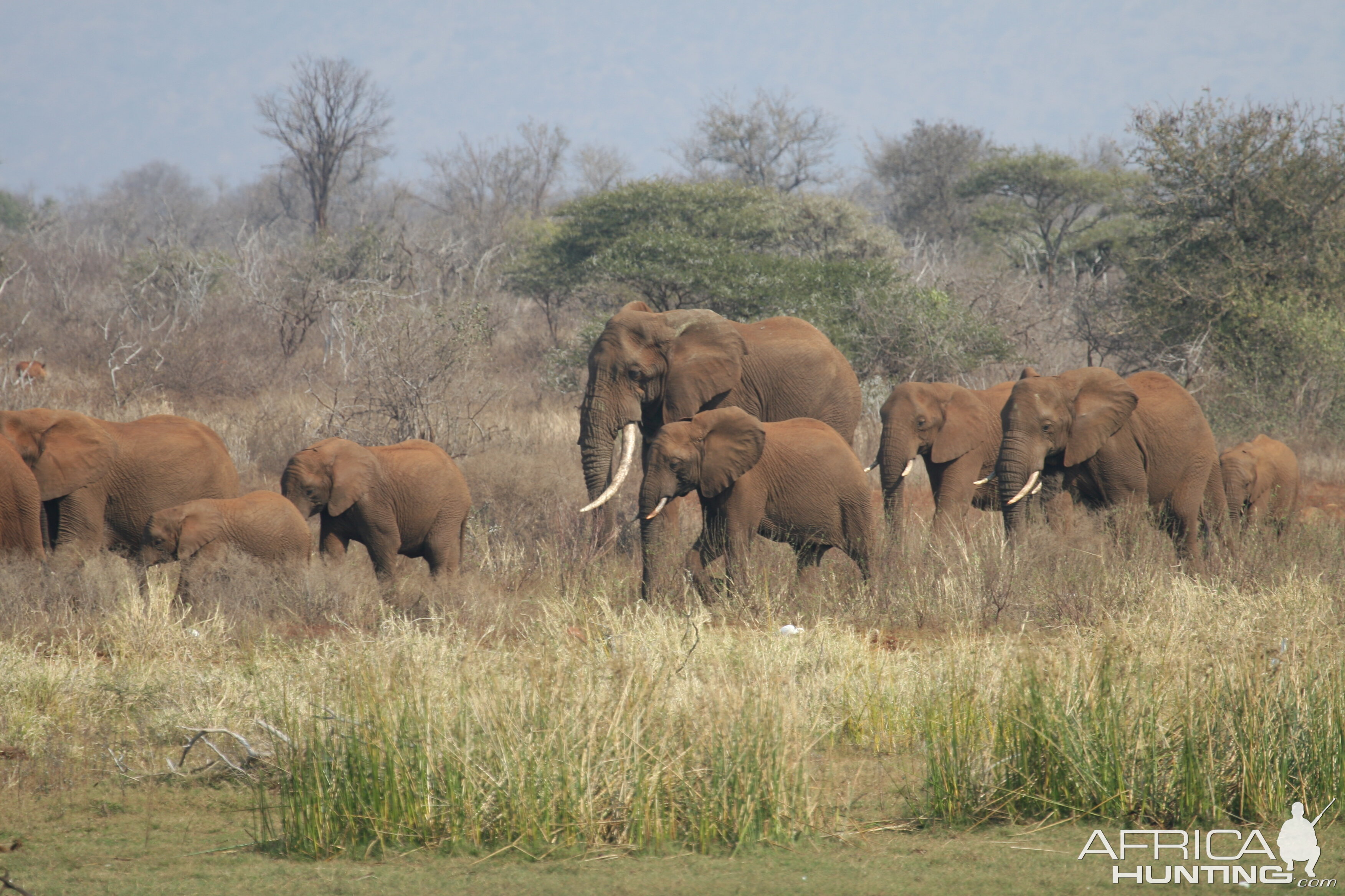 Local Elephant herd