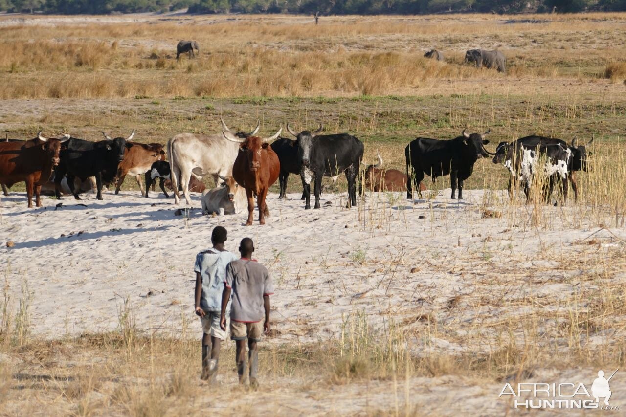 Local Namibian Cattle