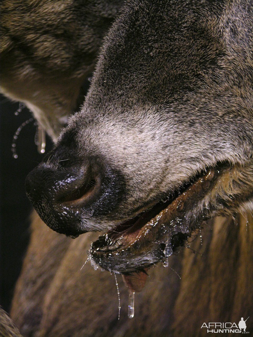 Locked Bucks Pedestal Mount Taxidermy