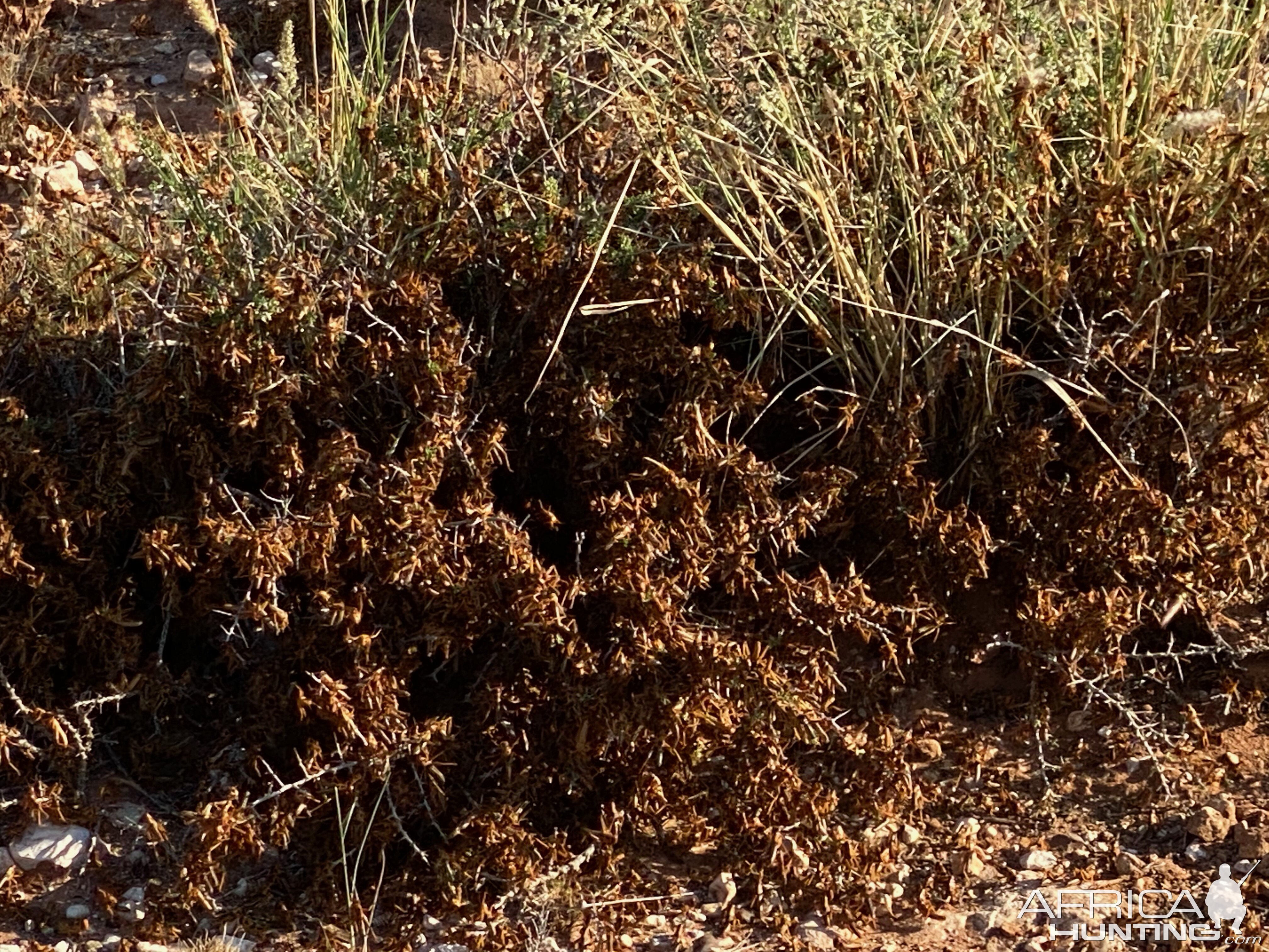 Locust Nymphs Northern Cape South Africa