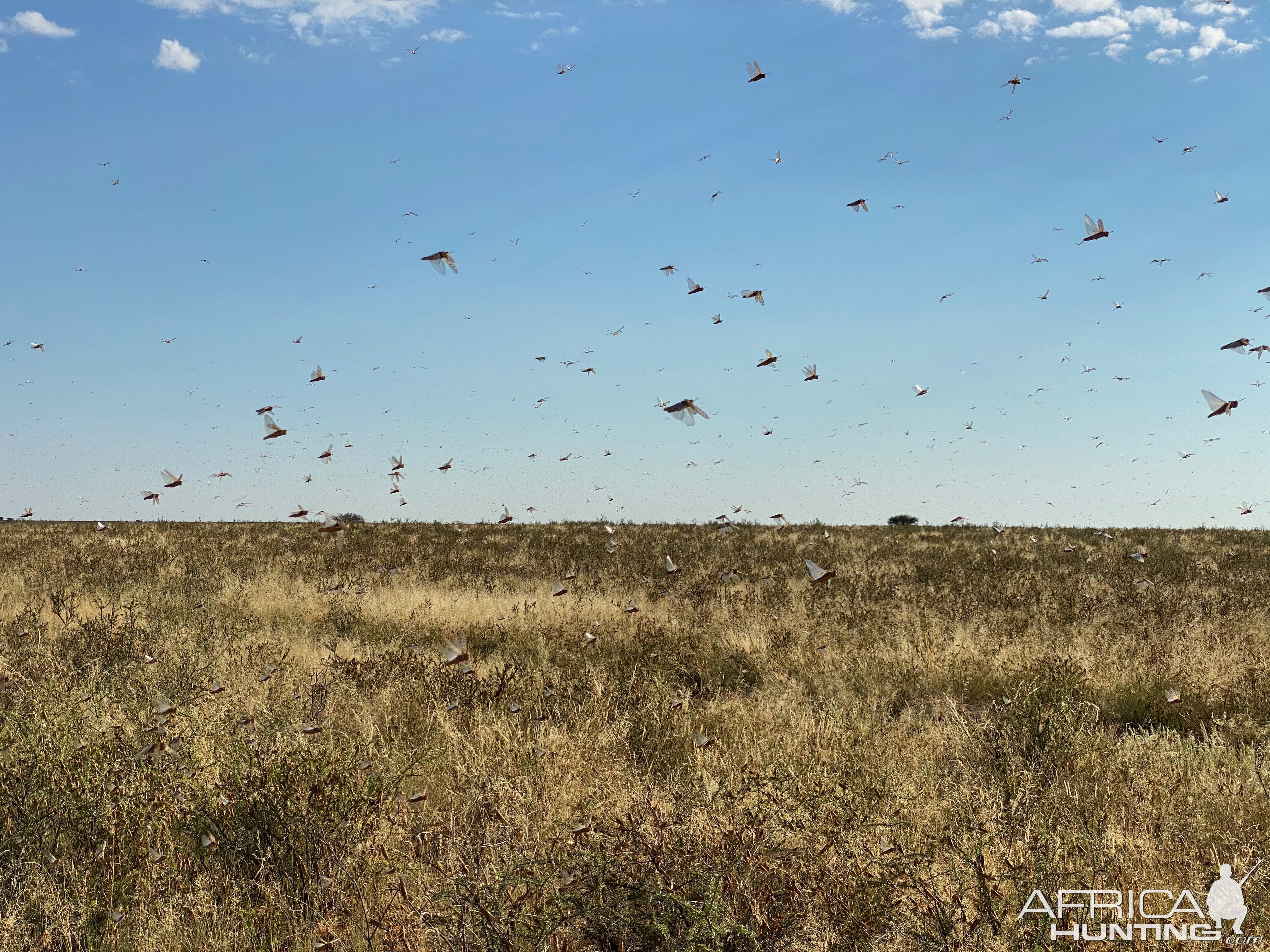 Locusts Plague Eastern Cape South Africa