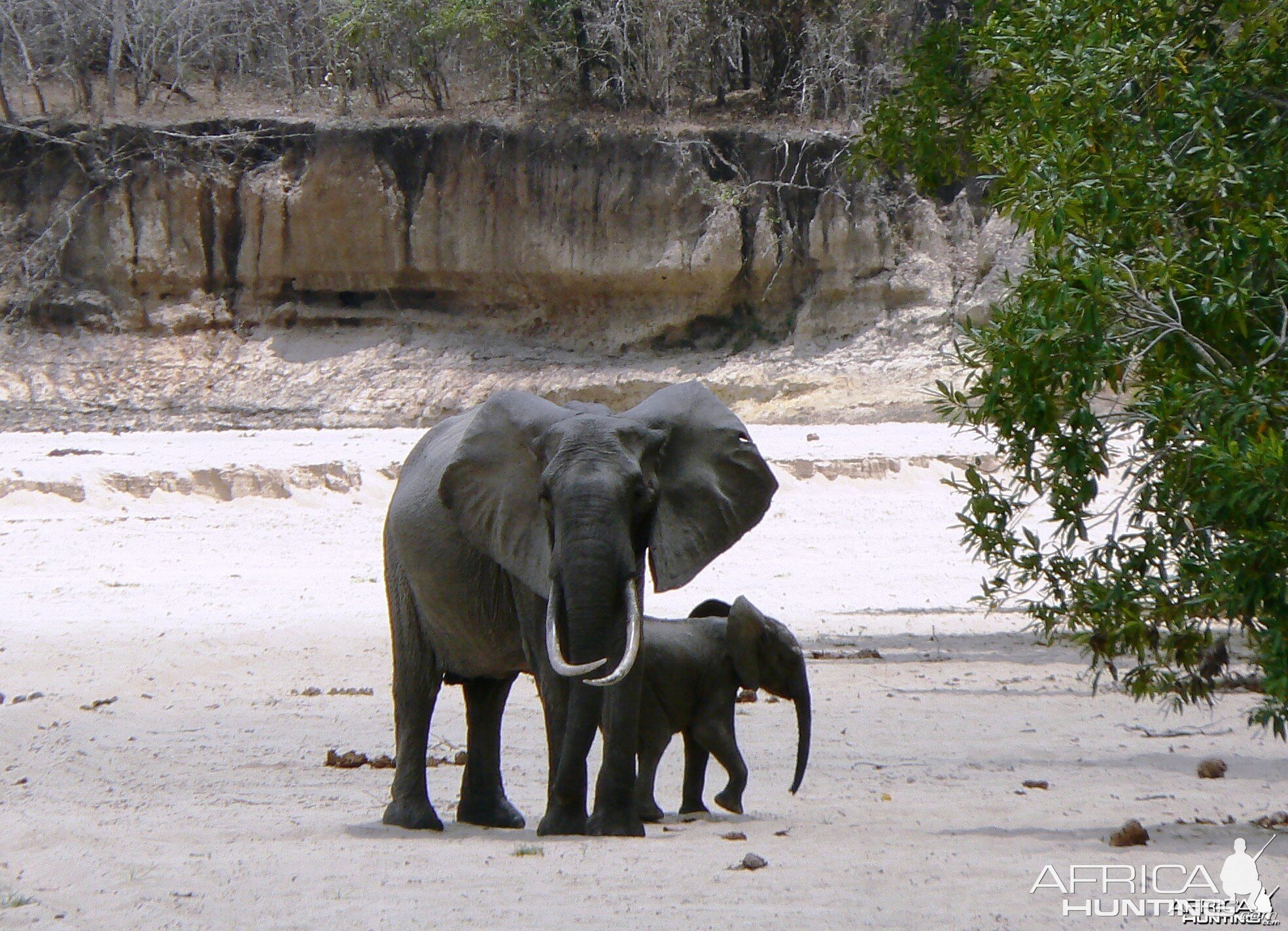 Long ivory... Elephant in Tanzania