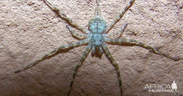 Long-spinnered Bark Spider South Africa