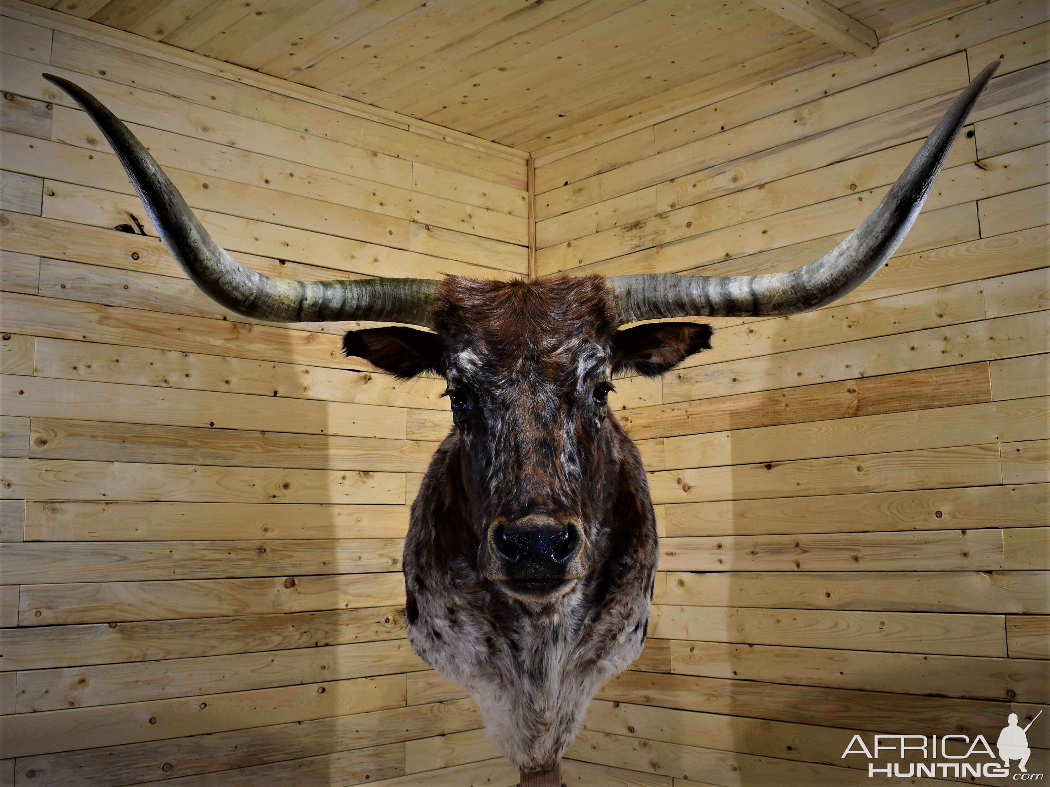 Longhorn Shoulder Mount Taxidermy