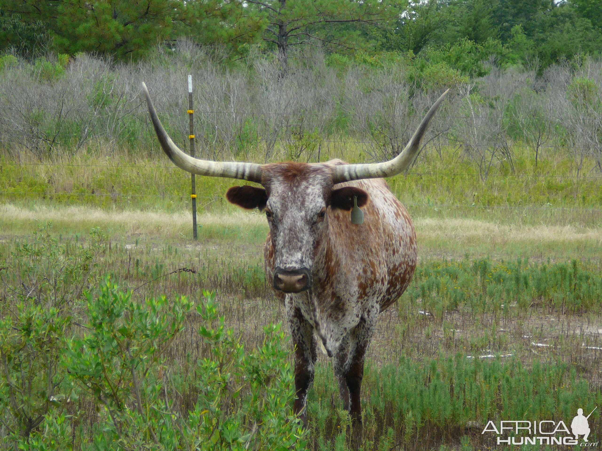 Longhorn