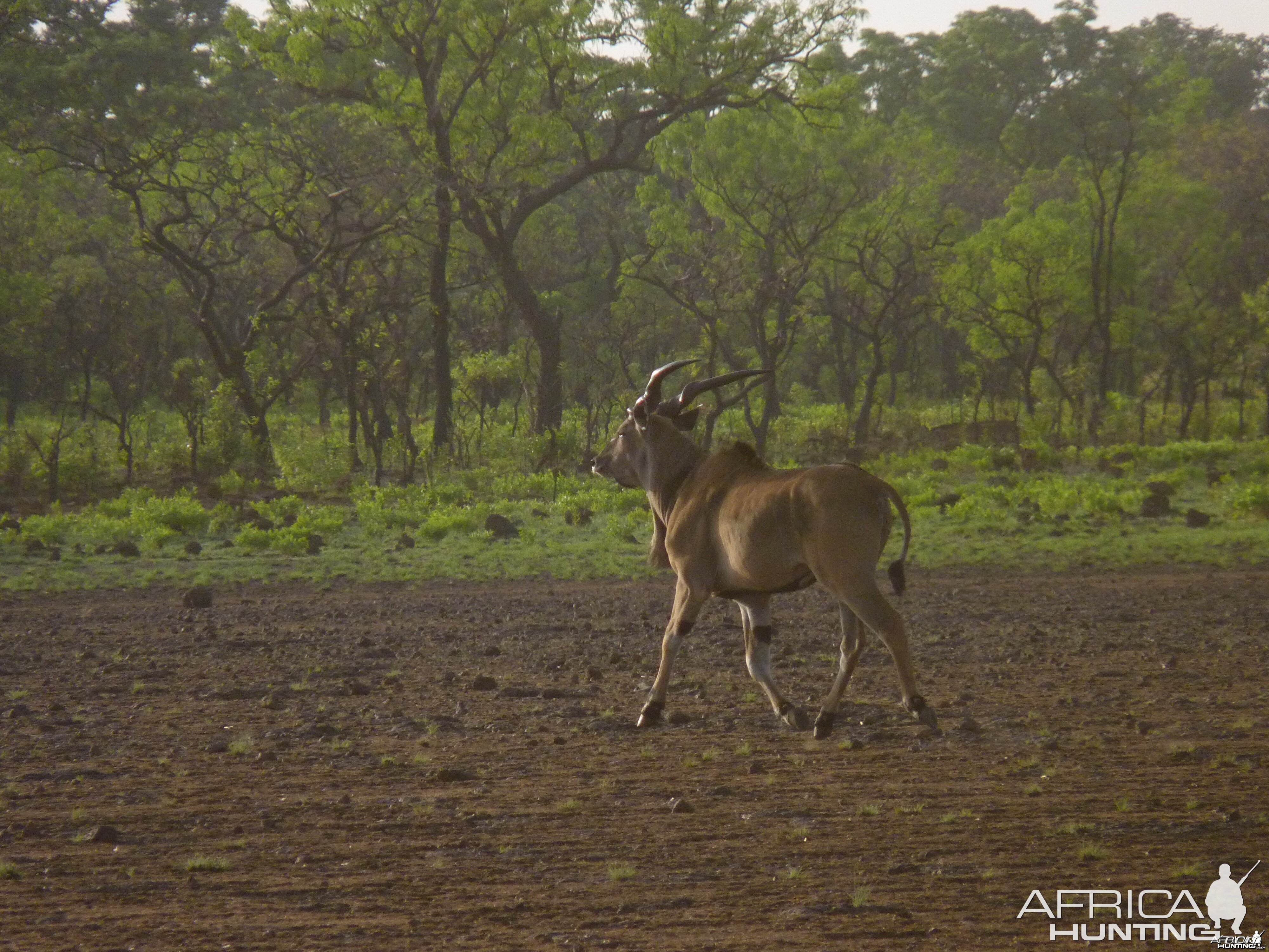 Lord Derby Eland CAR