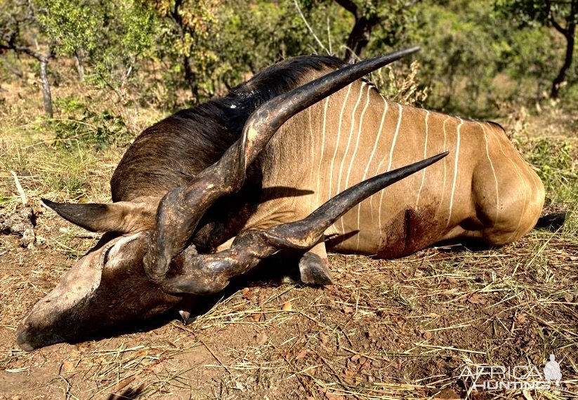 Lord Derby Eland Hunt Cameroon