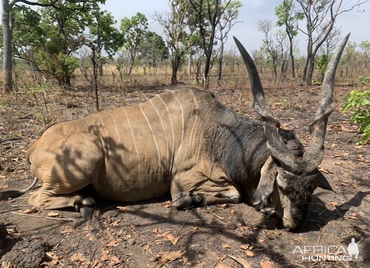 Lord Derby Eland Hunt Cameroon