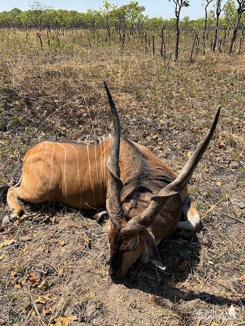 Lord Derby Eland Hunt Cameroon