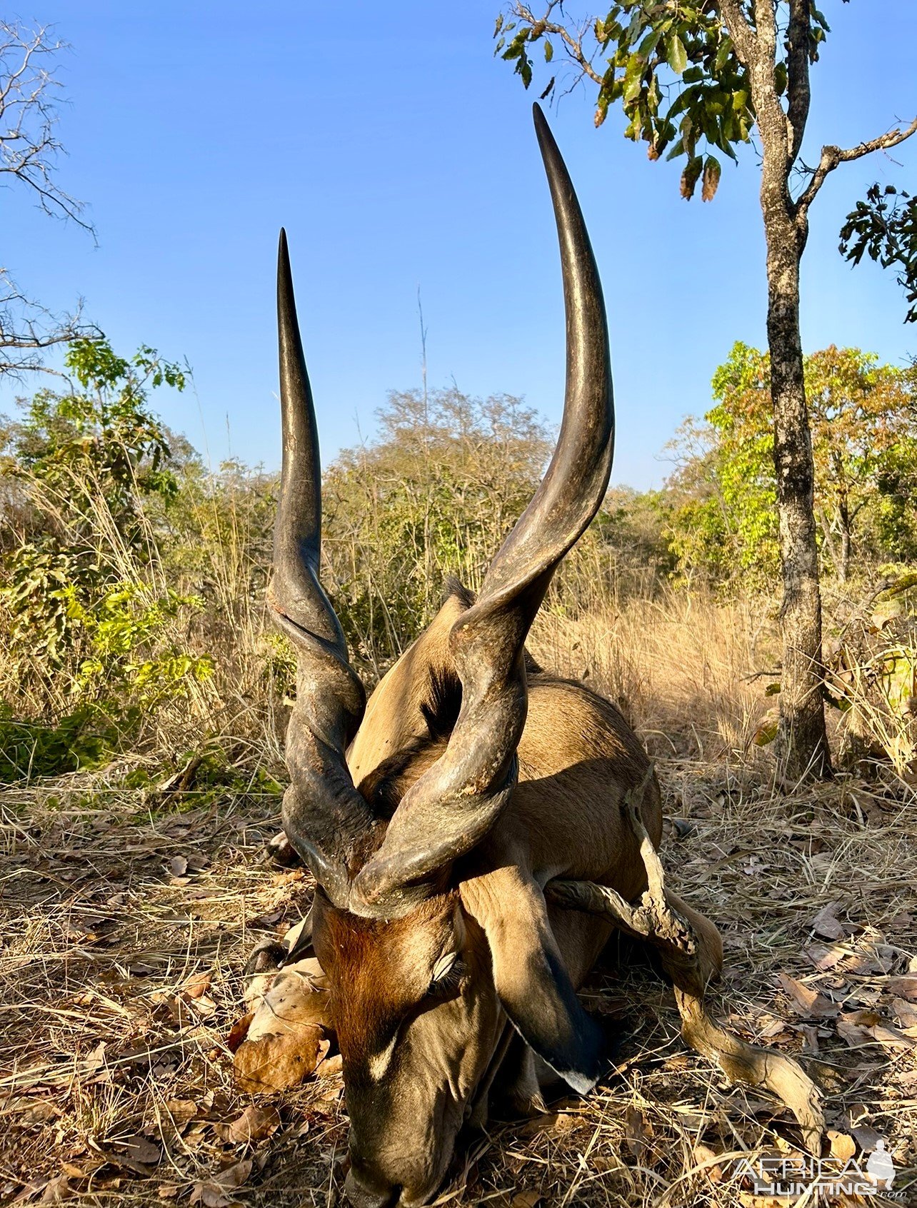 Lord Derby Eland Hunt Cameroon