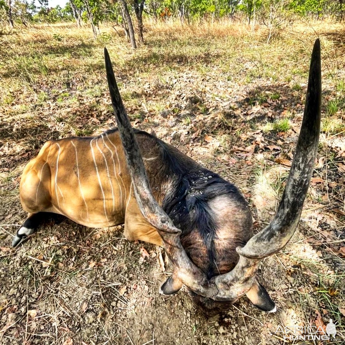 Lord Derby Eland Hunt Cameroon