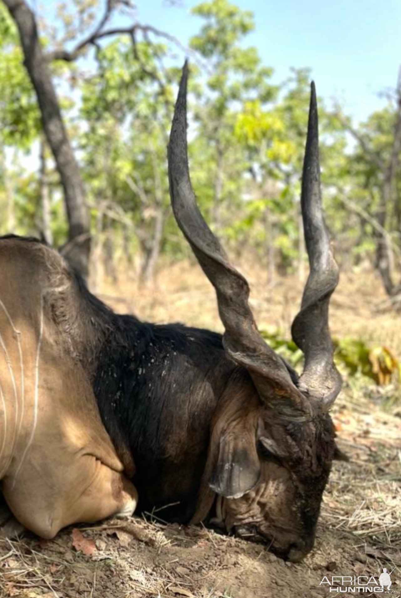 Lord Derby Eland Hunt Cameroon