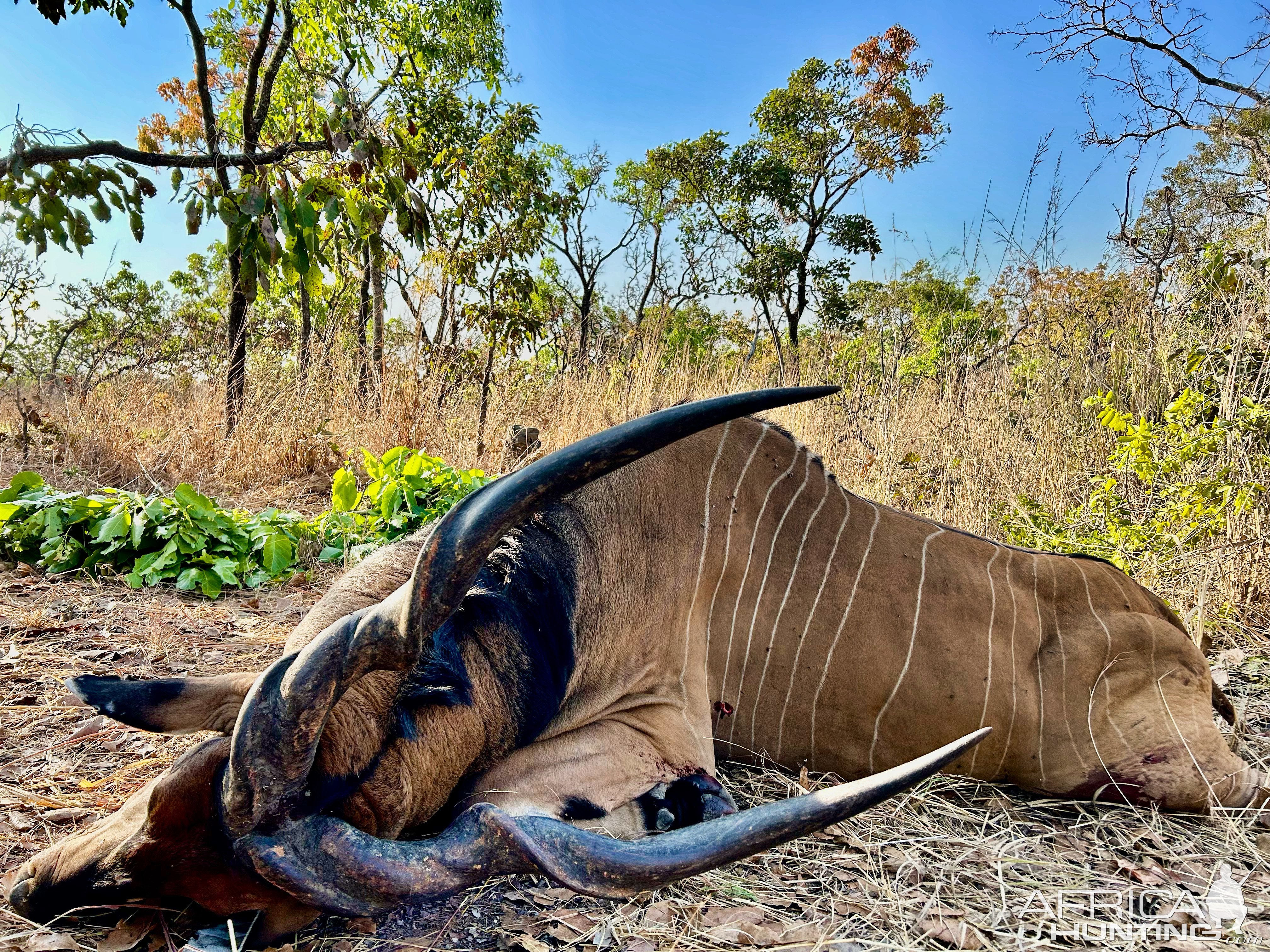 Lord Derby Eland Hunt Cameroon