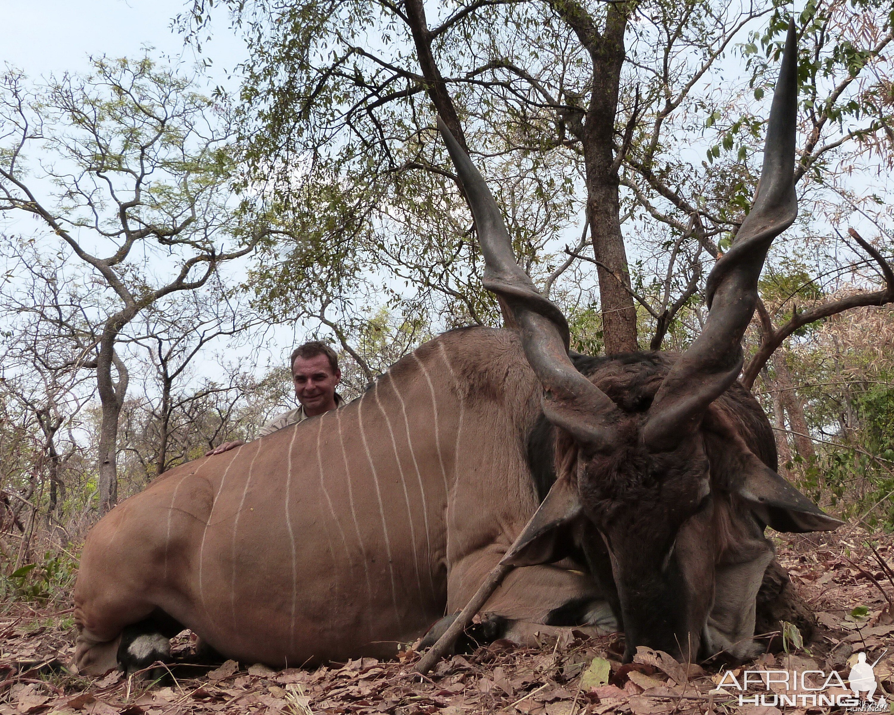 Lord Derby Eland hunted in Central Africa with Club Faune