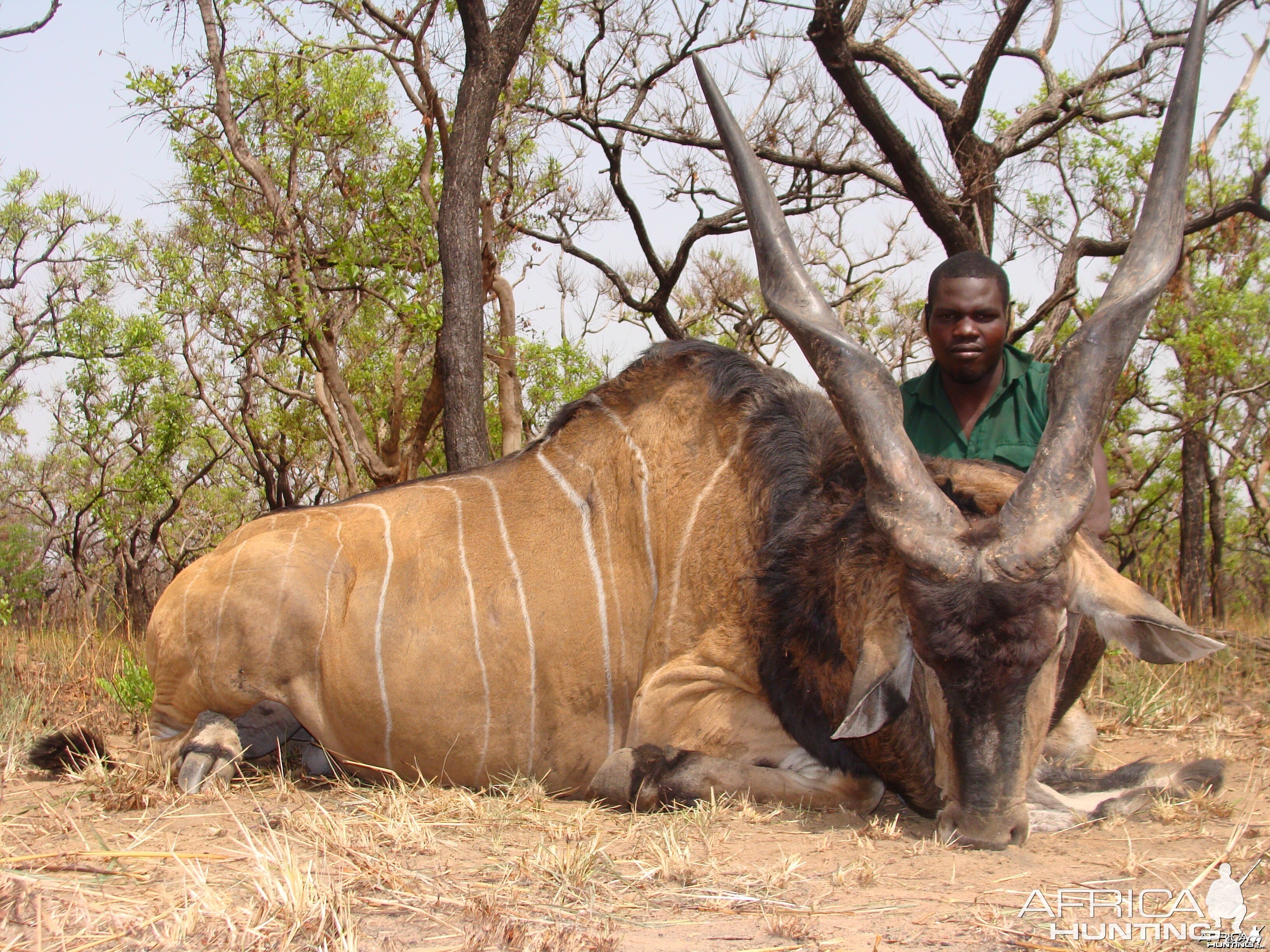 Lord Derby Eland hunted in Central African Republic with CAWA