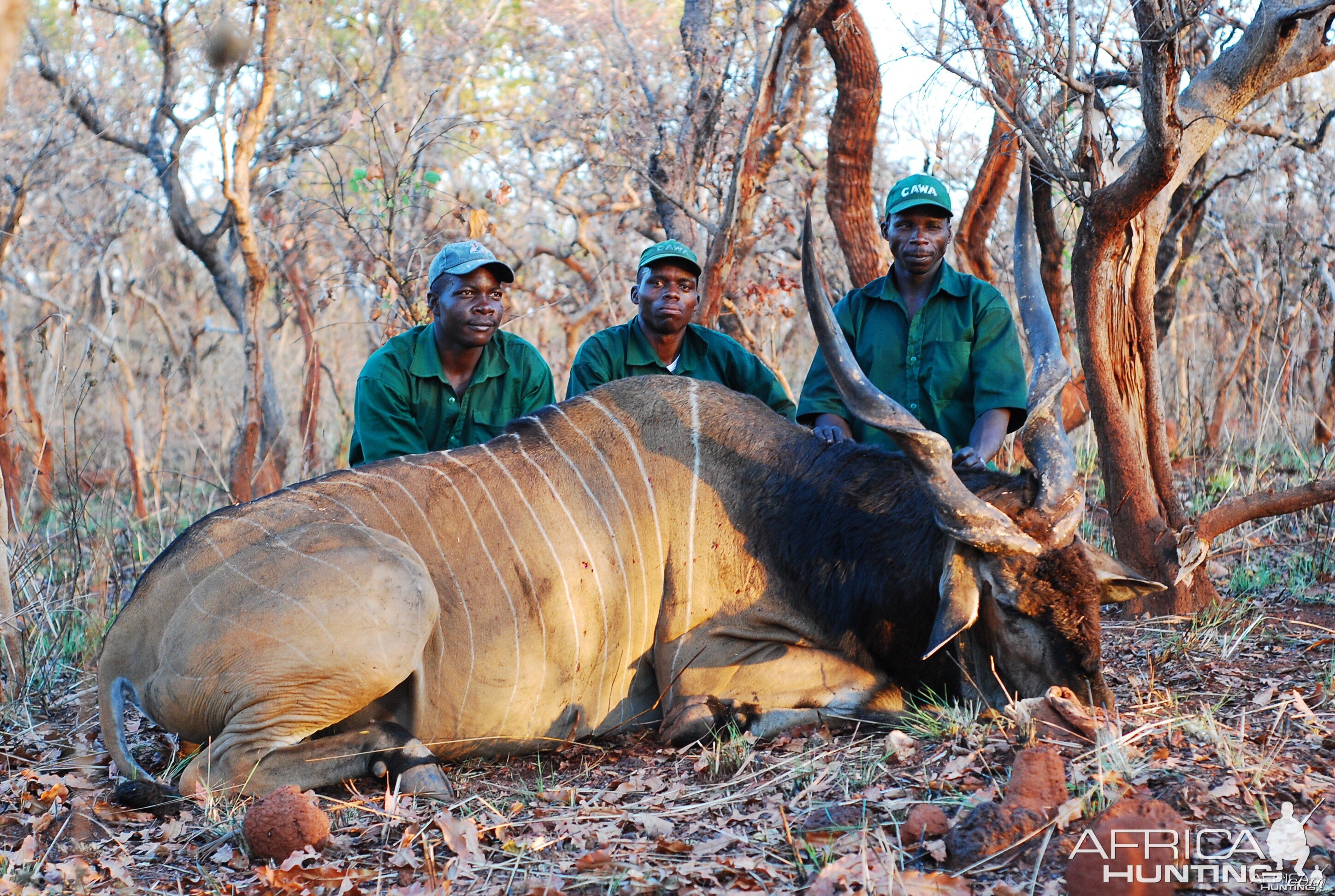 Lord Derby Eland hunted in Central African Republic with CAWA