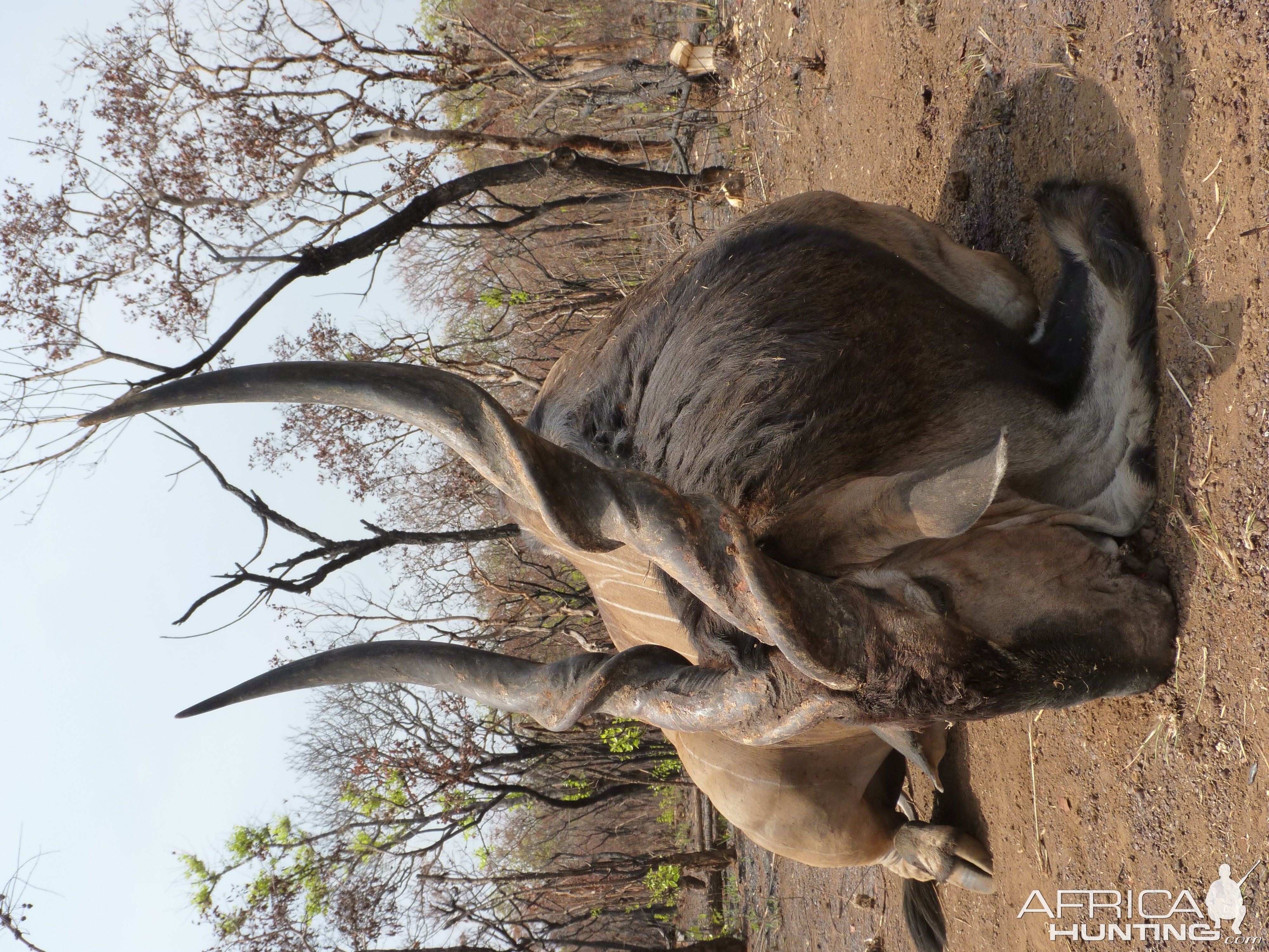 Lord Derby Eland hunted in Central African Republic