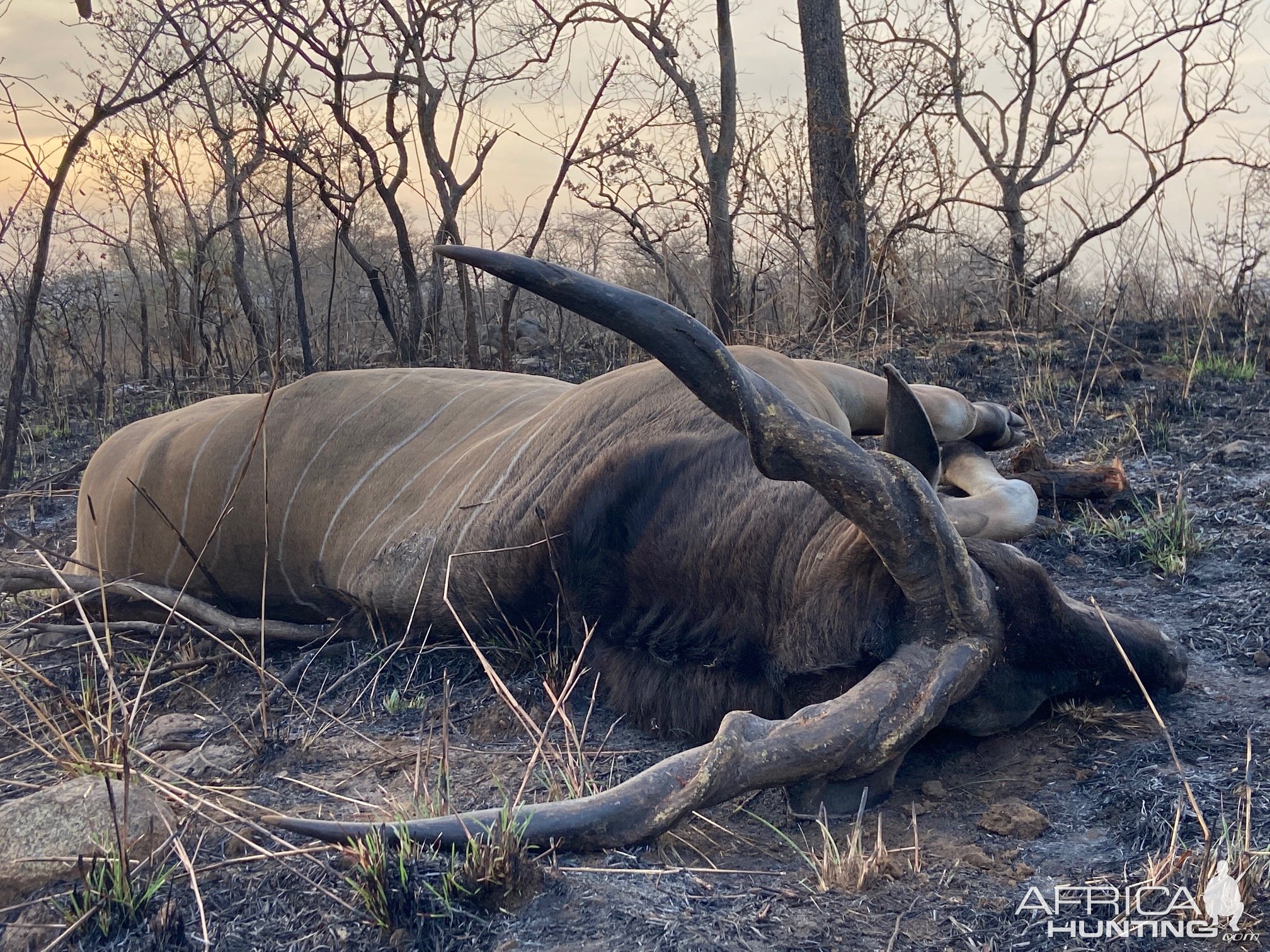 Lord Derby Eland Hunting Cameroon