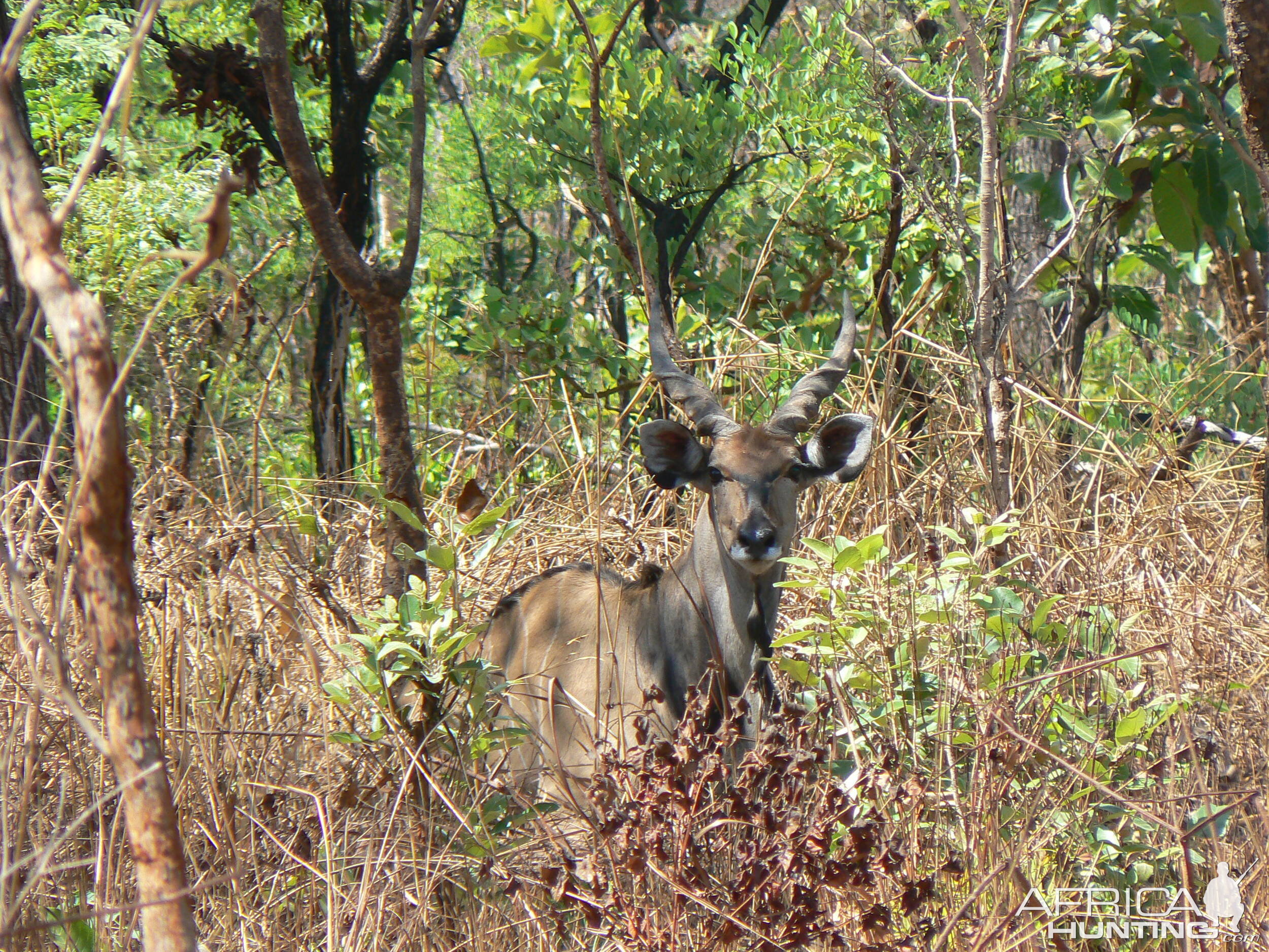 Lord Derby Eland in CAR