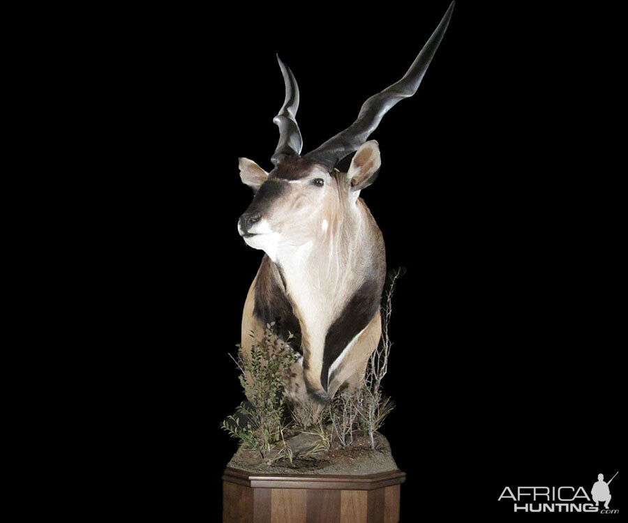 Lord Derby Eland Pedestal Mount Taxidermy