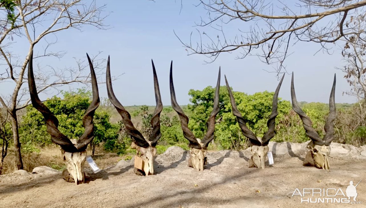 Lord Derby Eland Skulls