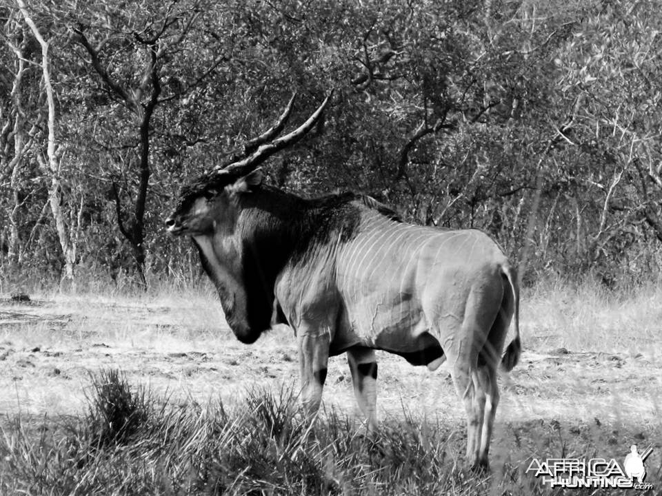 Lord Derby Eland