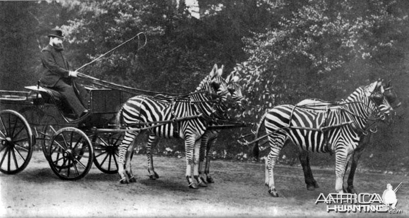 Lord Rothschild with his famed Zebra carriage
