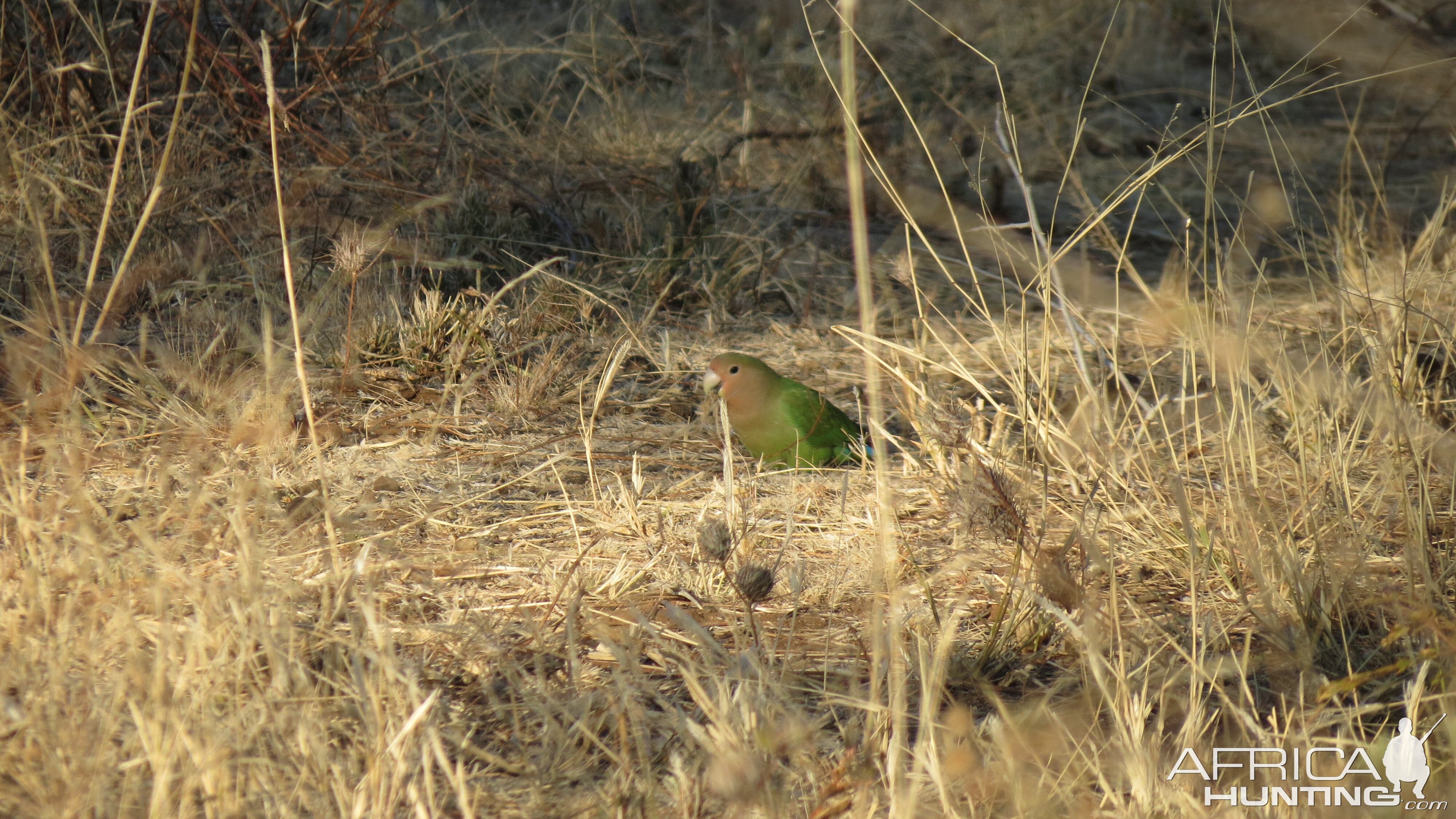 Love Bird Namibia