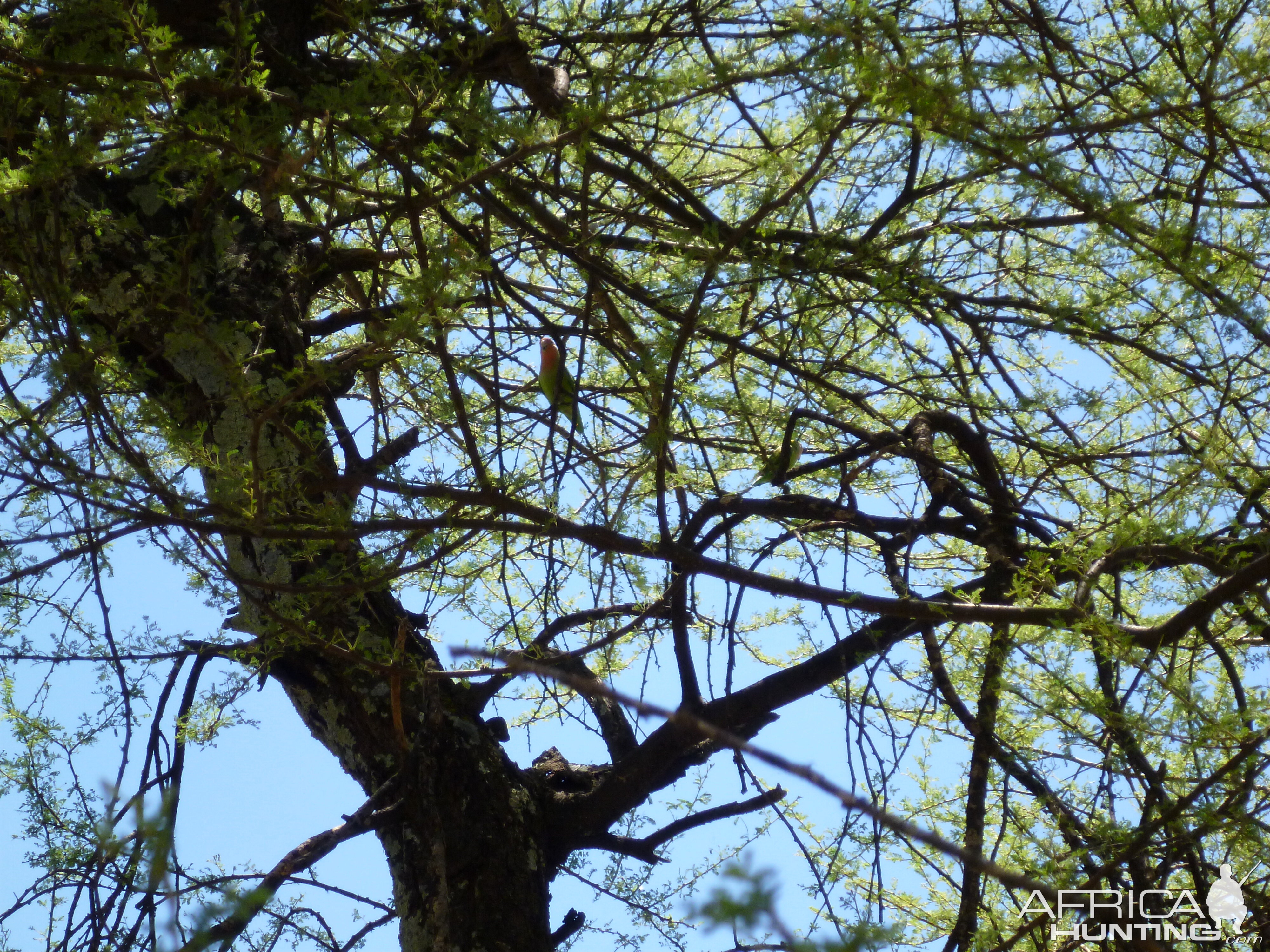 Lovebird Namibia