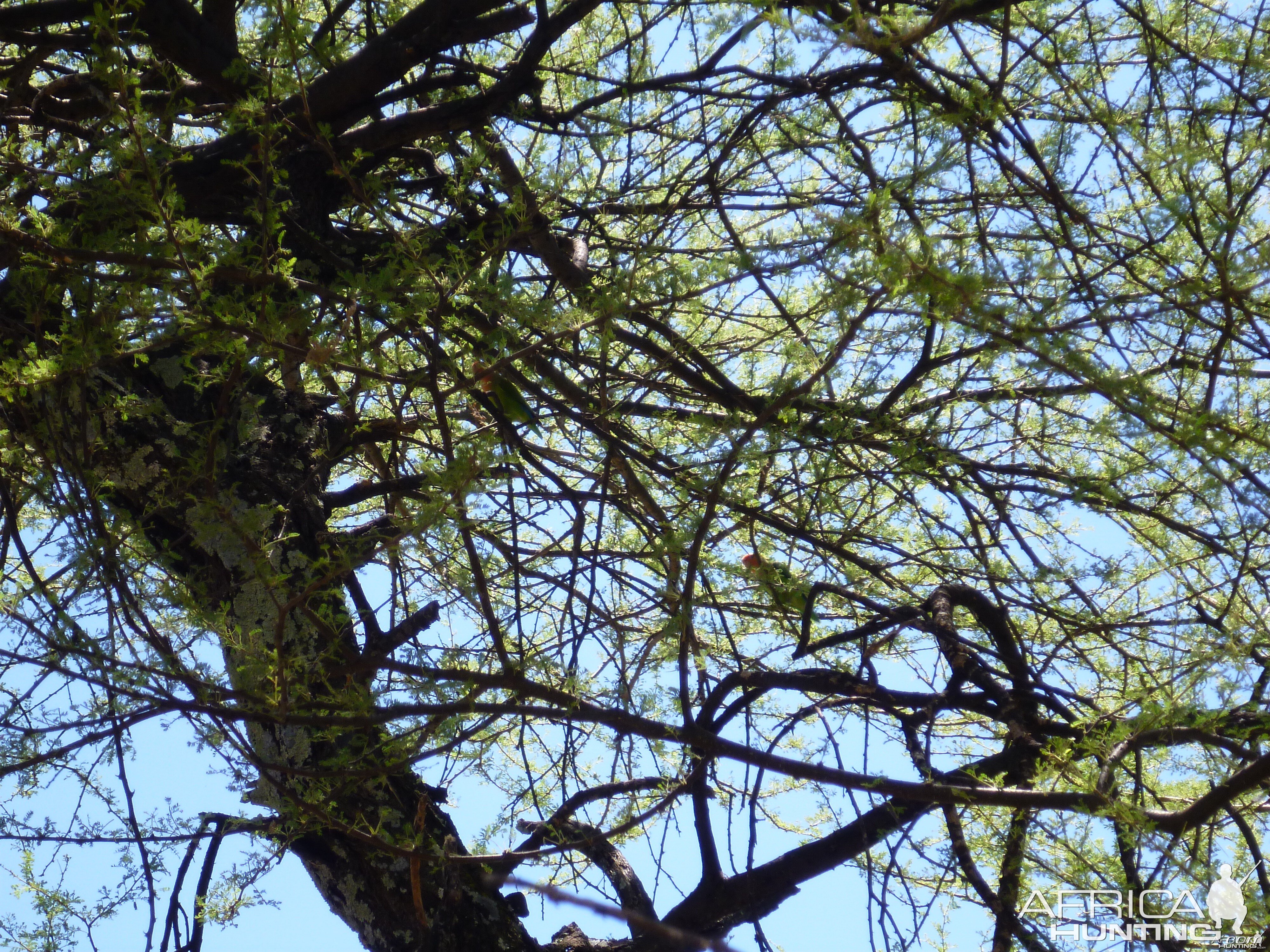 Lovebird Namibia