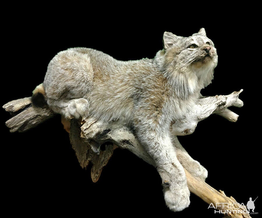 Lynx Full Mount Taxidermy