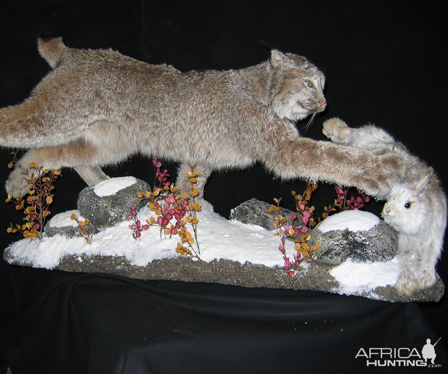 Lynx & Rabbit Full Mount Taxidermy