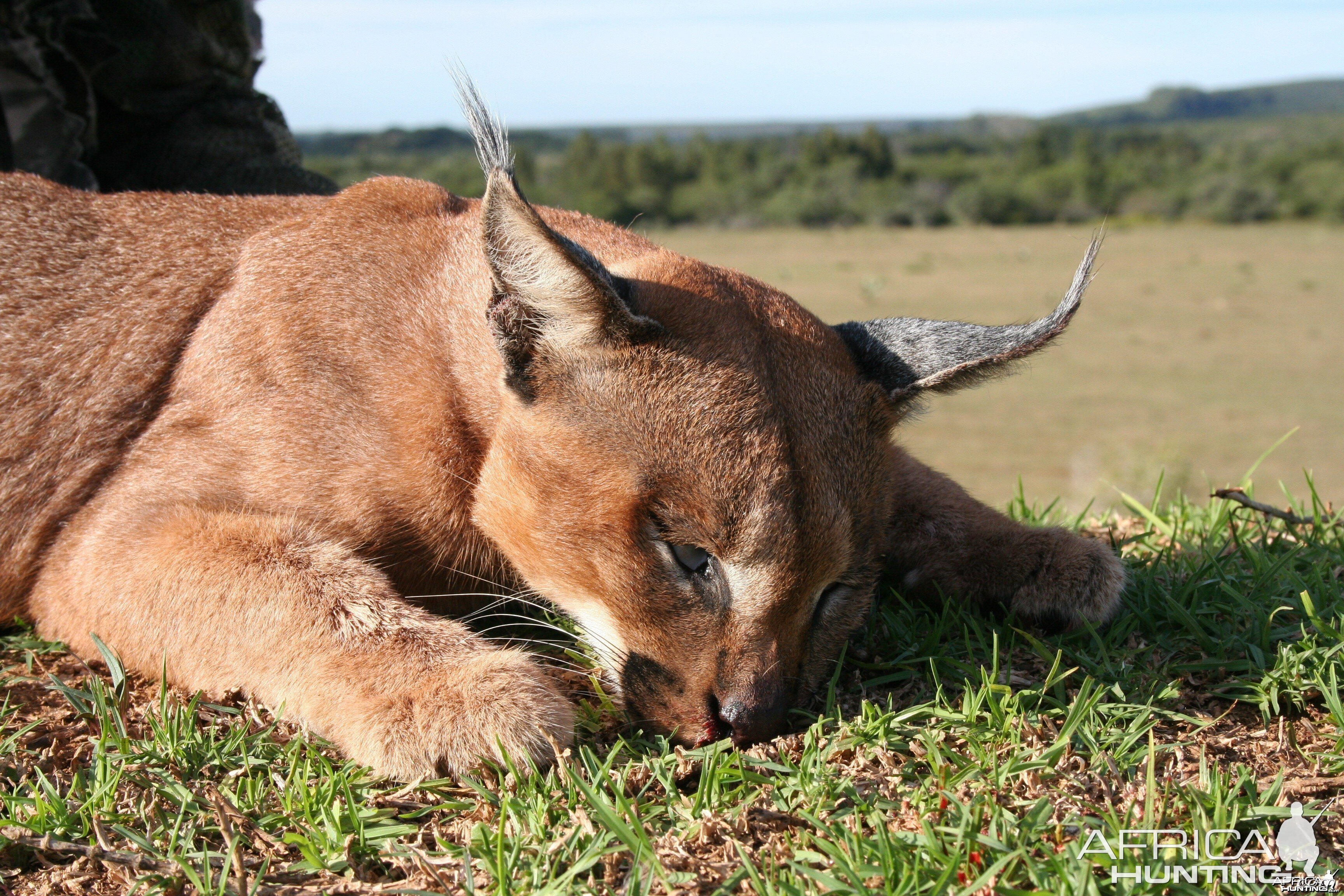 Lynx