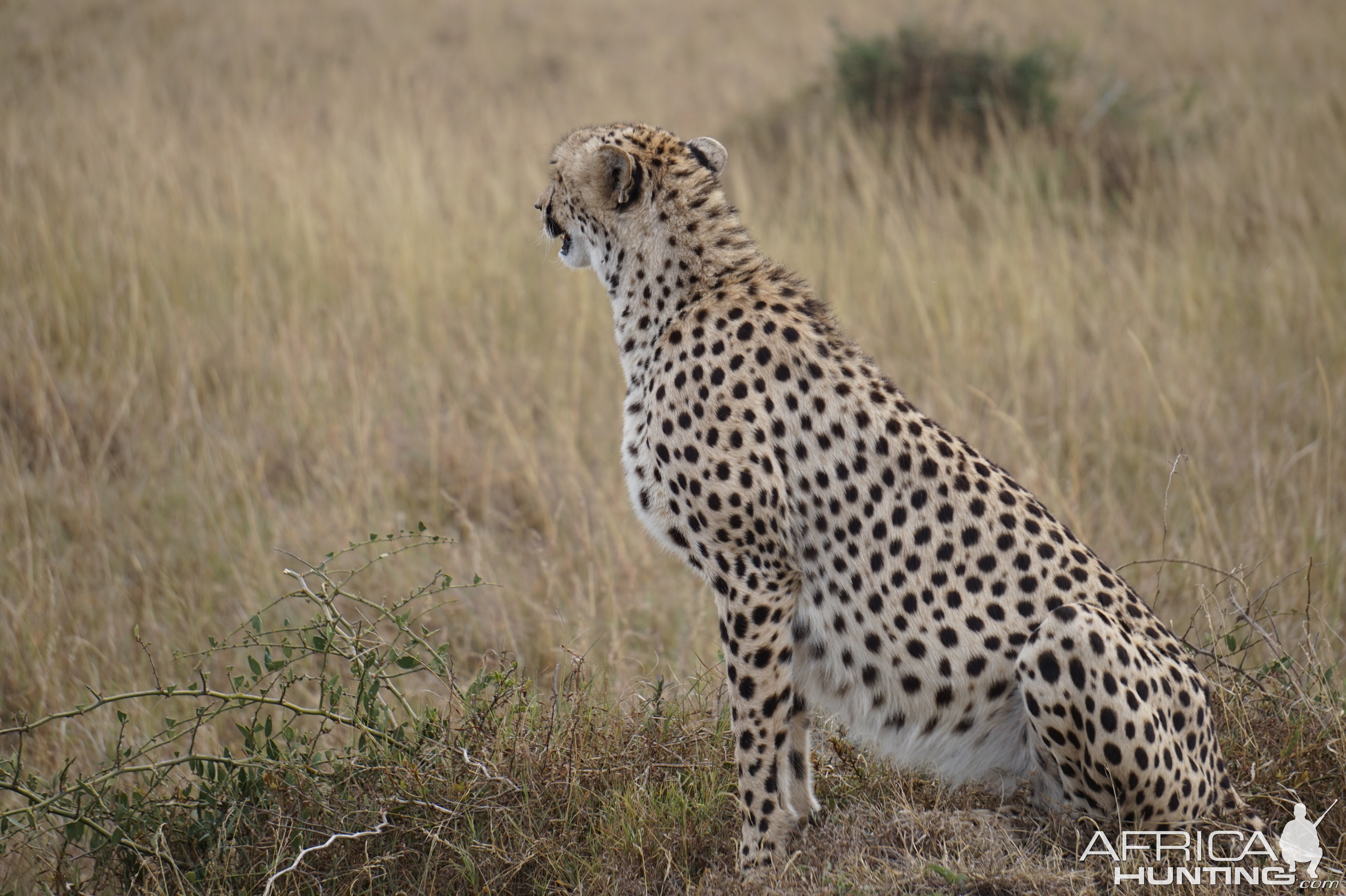 Maasai Mara Cheetah Kenya Photo Safari