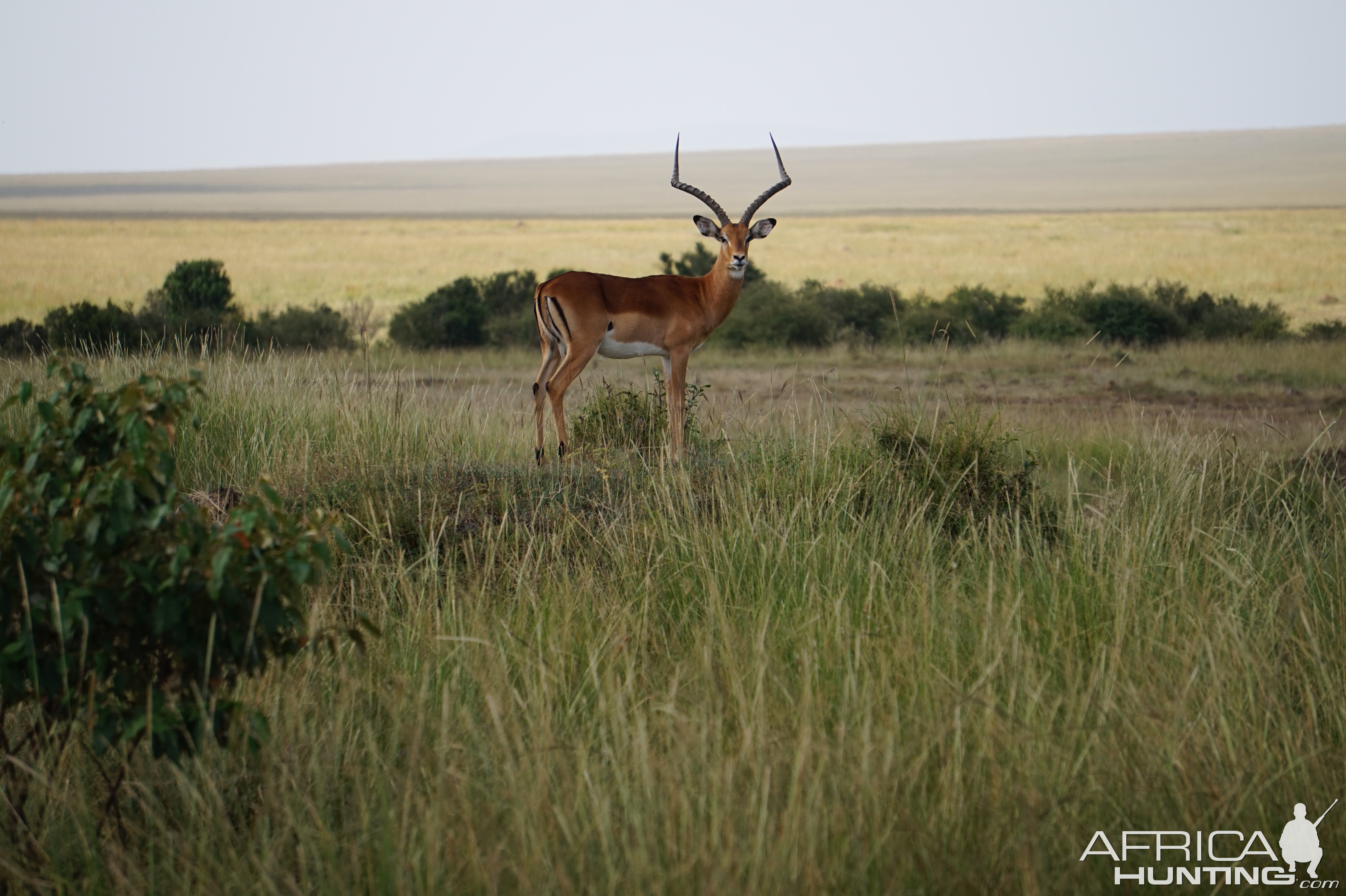 Maasai Mara Kenya Impala