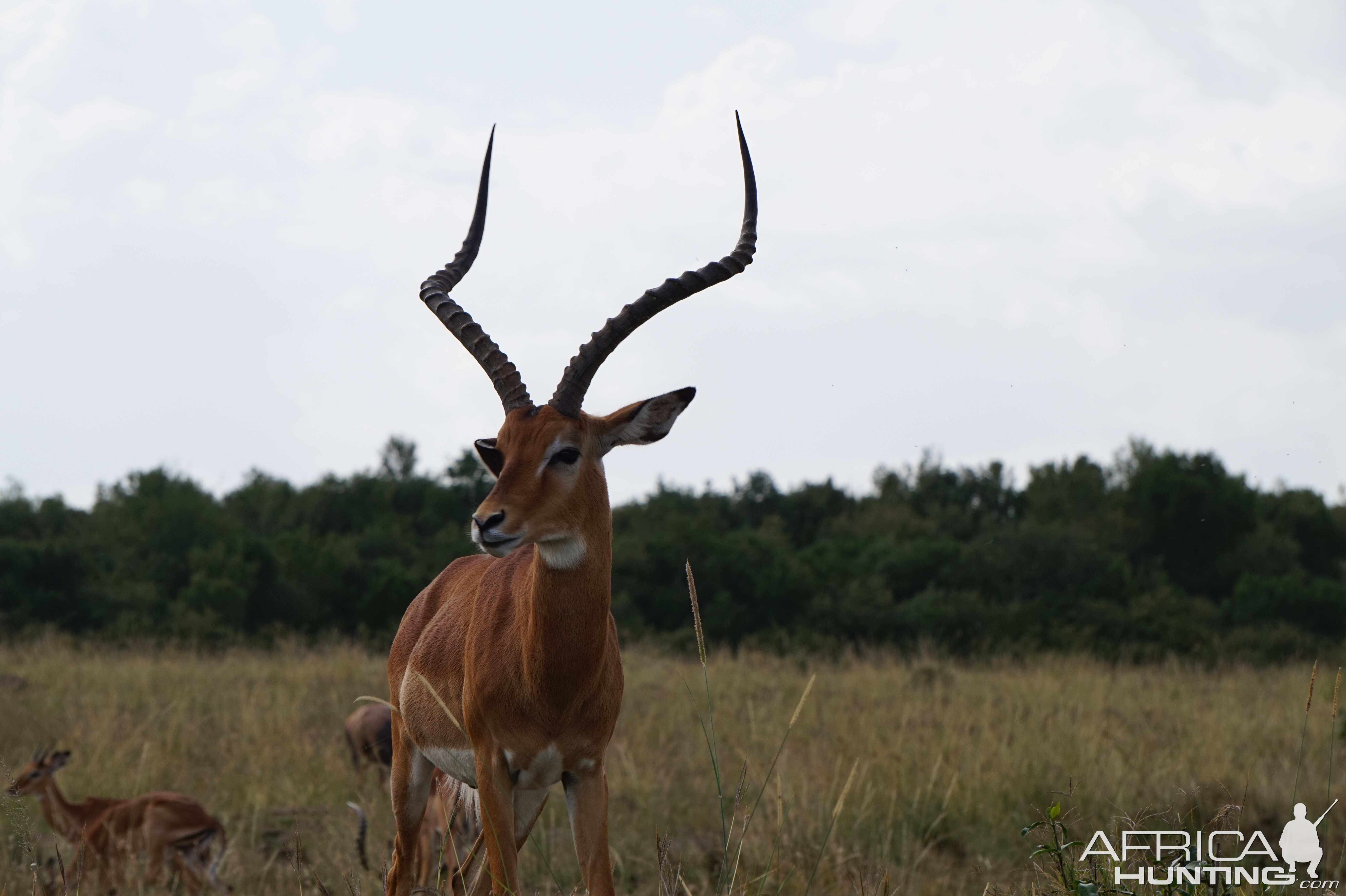 Maasai Mara Kenya Impala