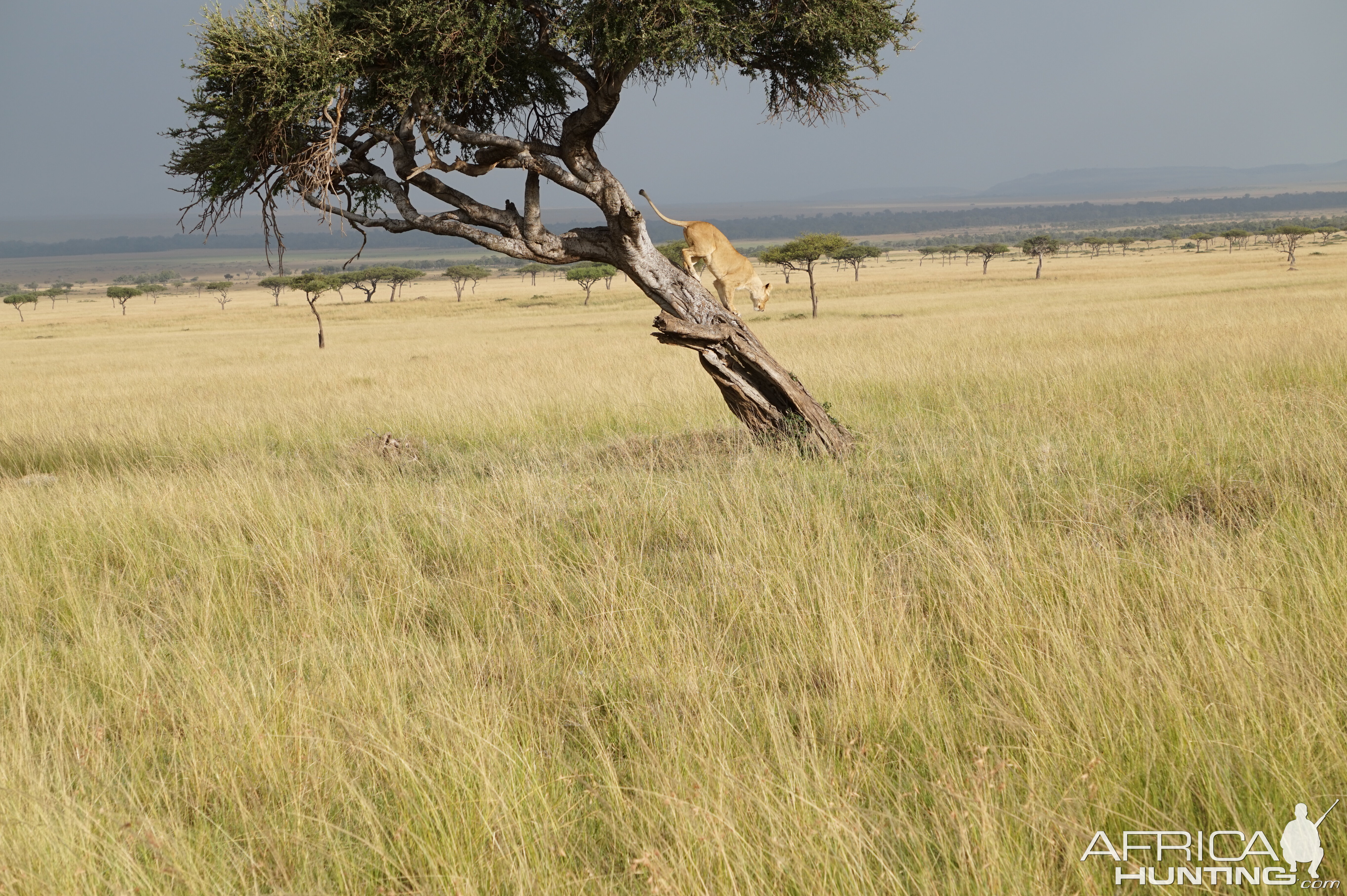Maasai Mara Kenya Lion